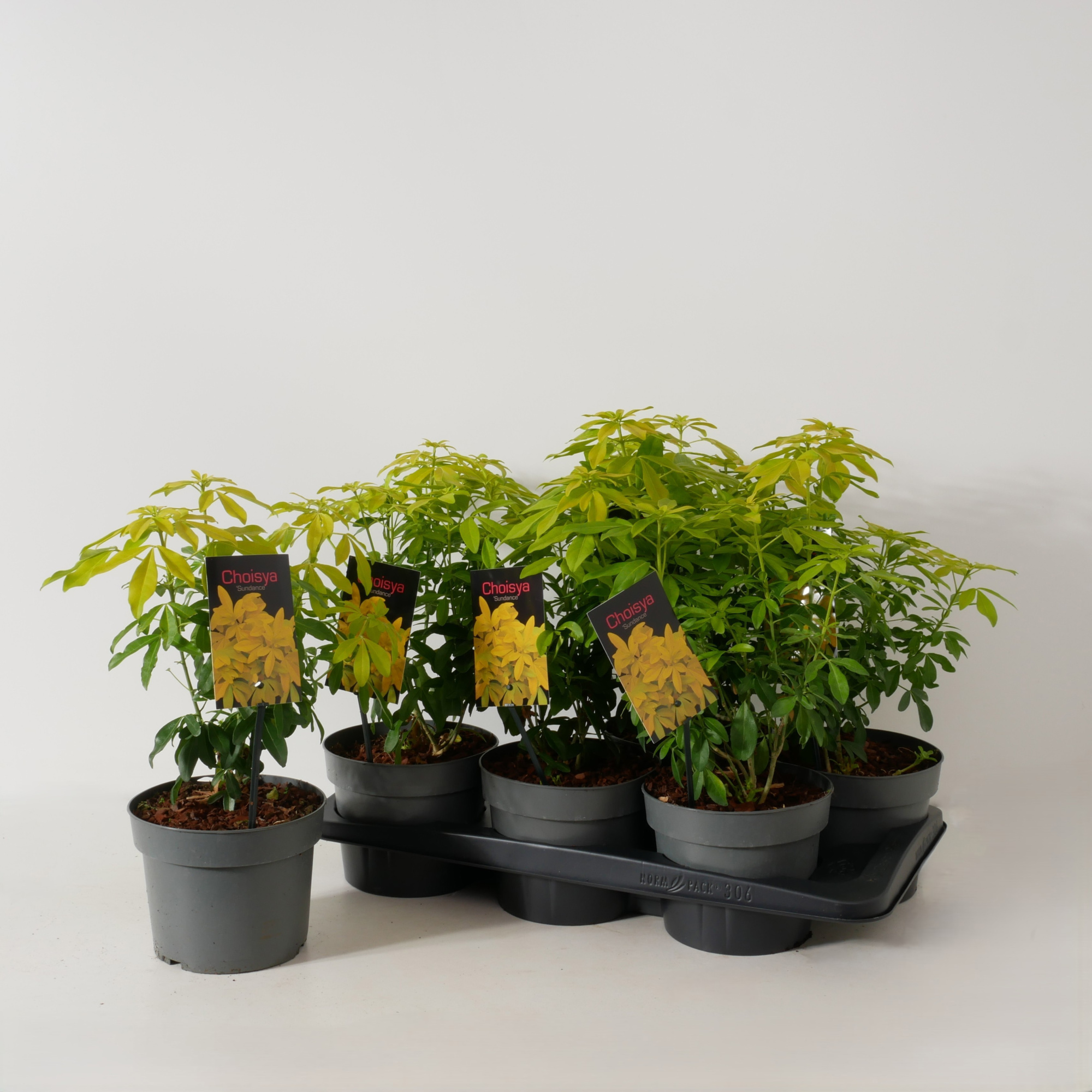 Choisya ternata 'Sundance' P17, D 17