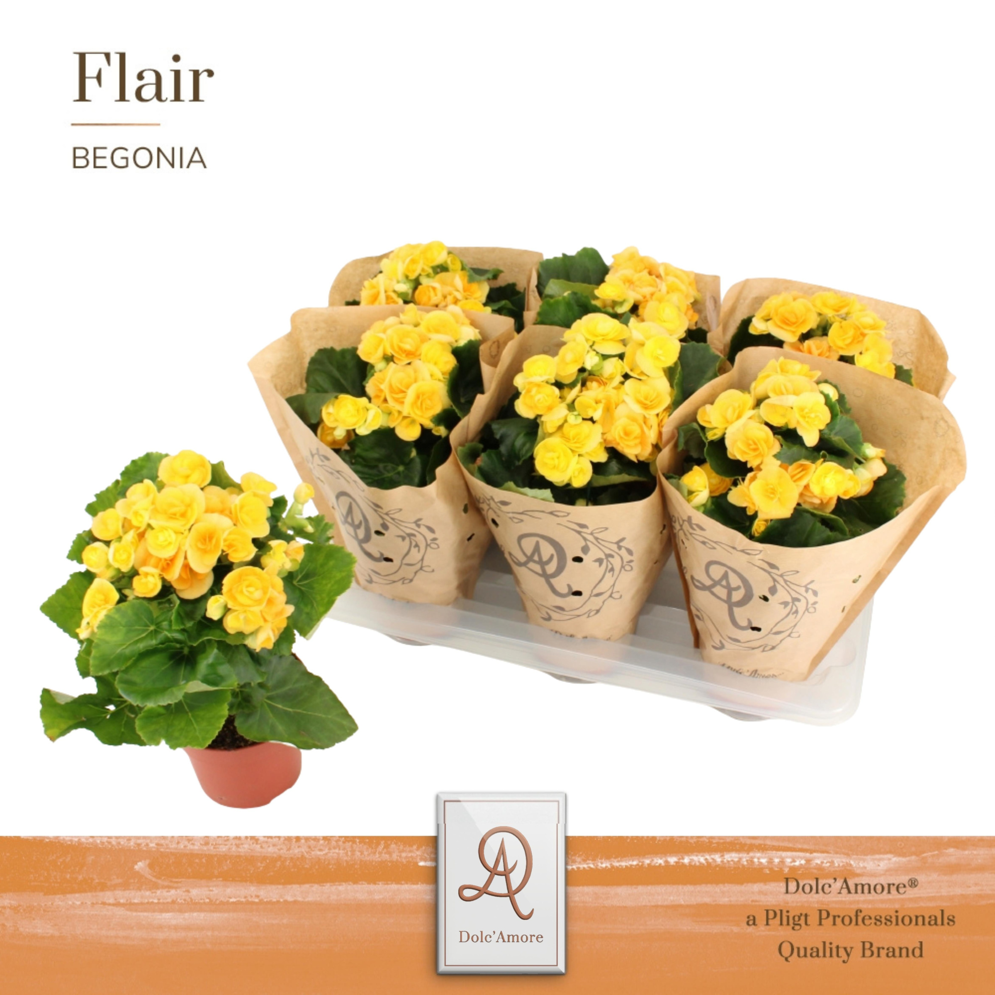 Begonia Nadine P14 Dolc'Amore® Kraft, D 14