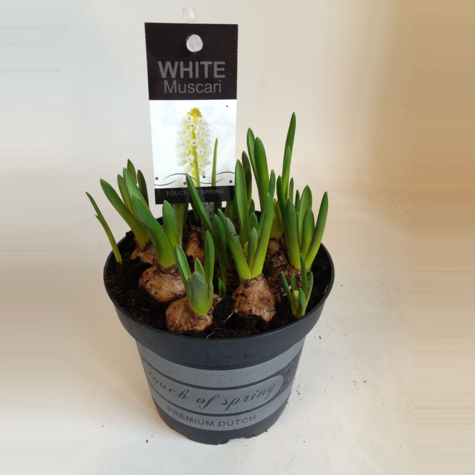 Muscari wit in zwarte pot touch of spring, D 12