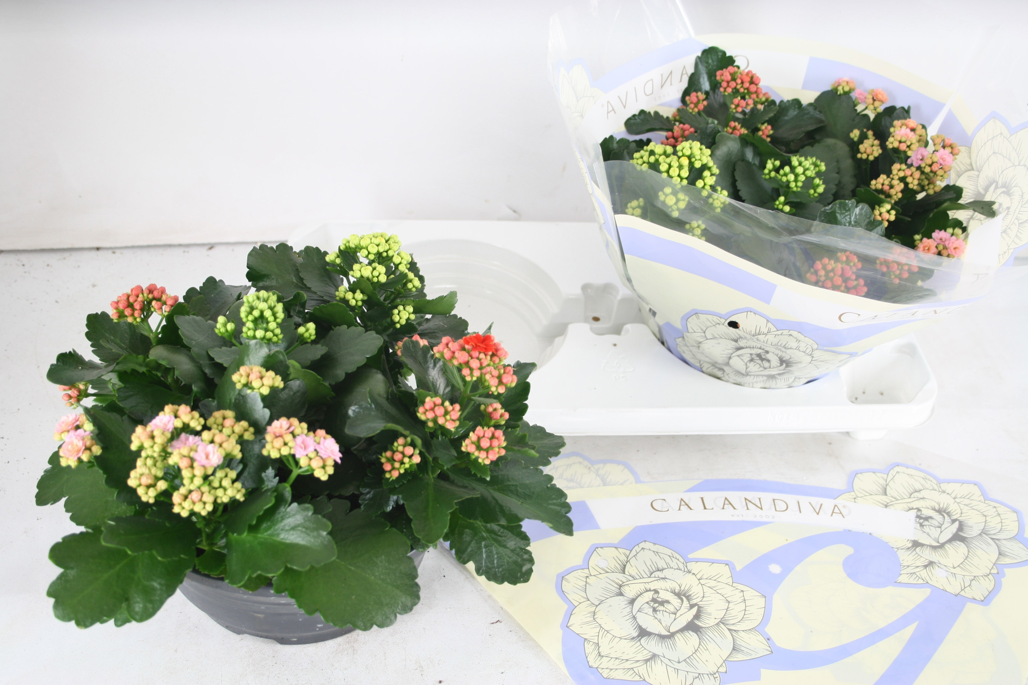 Gevuld 23 cm Gemengd in pot (carnaval), D 23