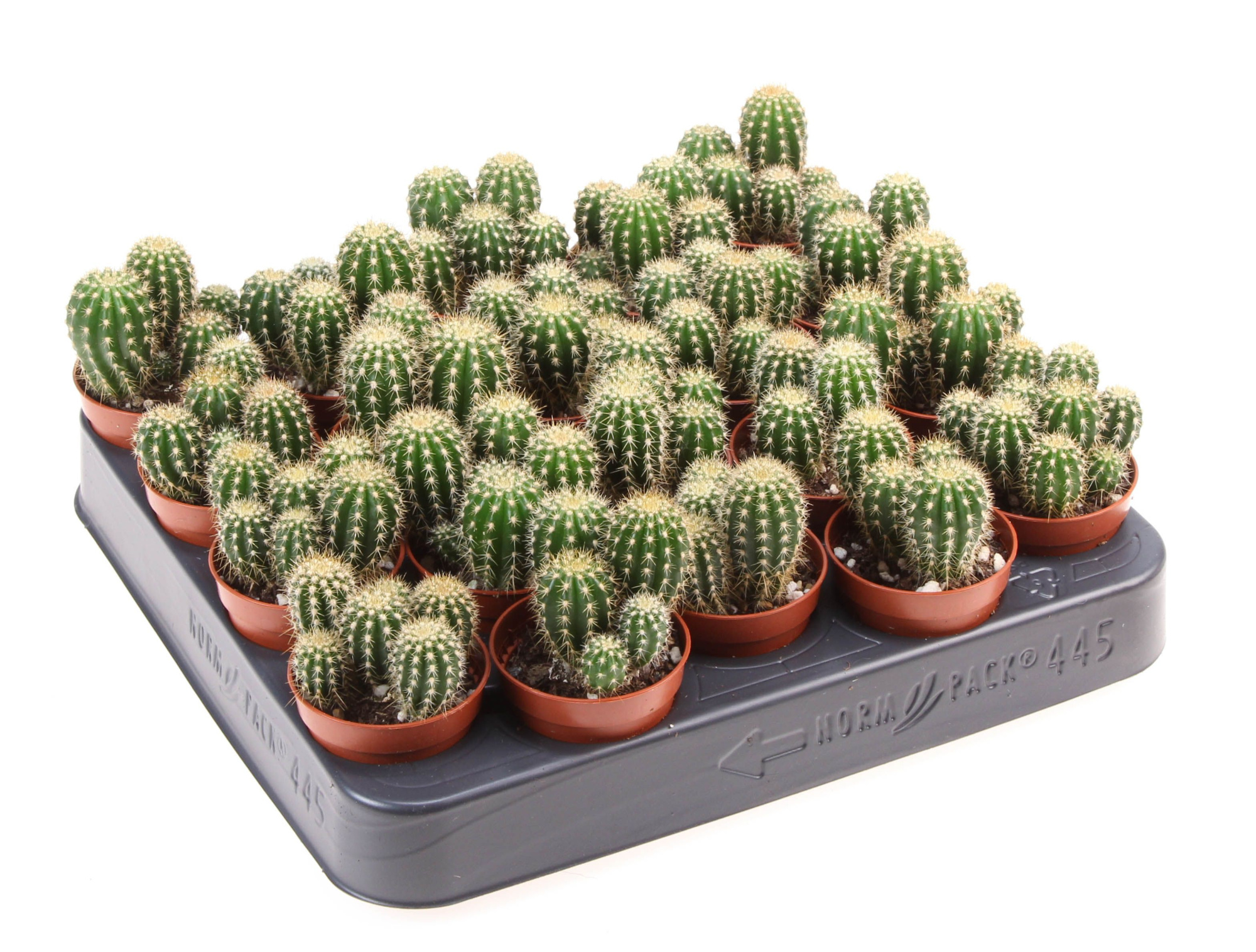 Trichocereus spachianus, D 5,5