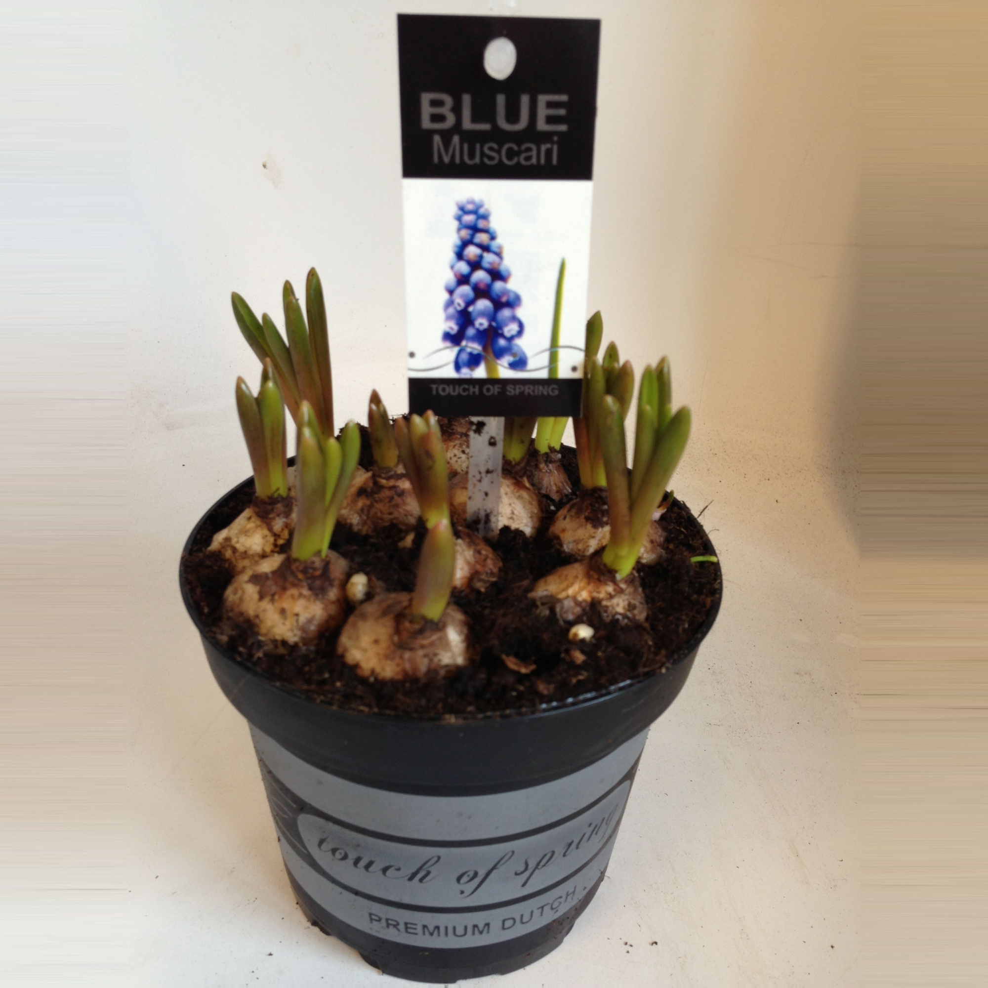 Muscari blauw in zwarte pot touch of spring, D 12