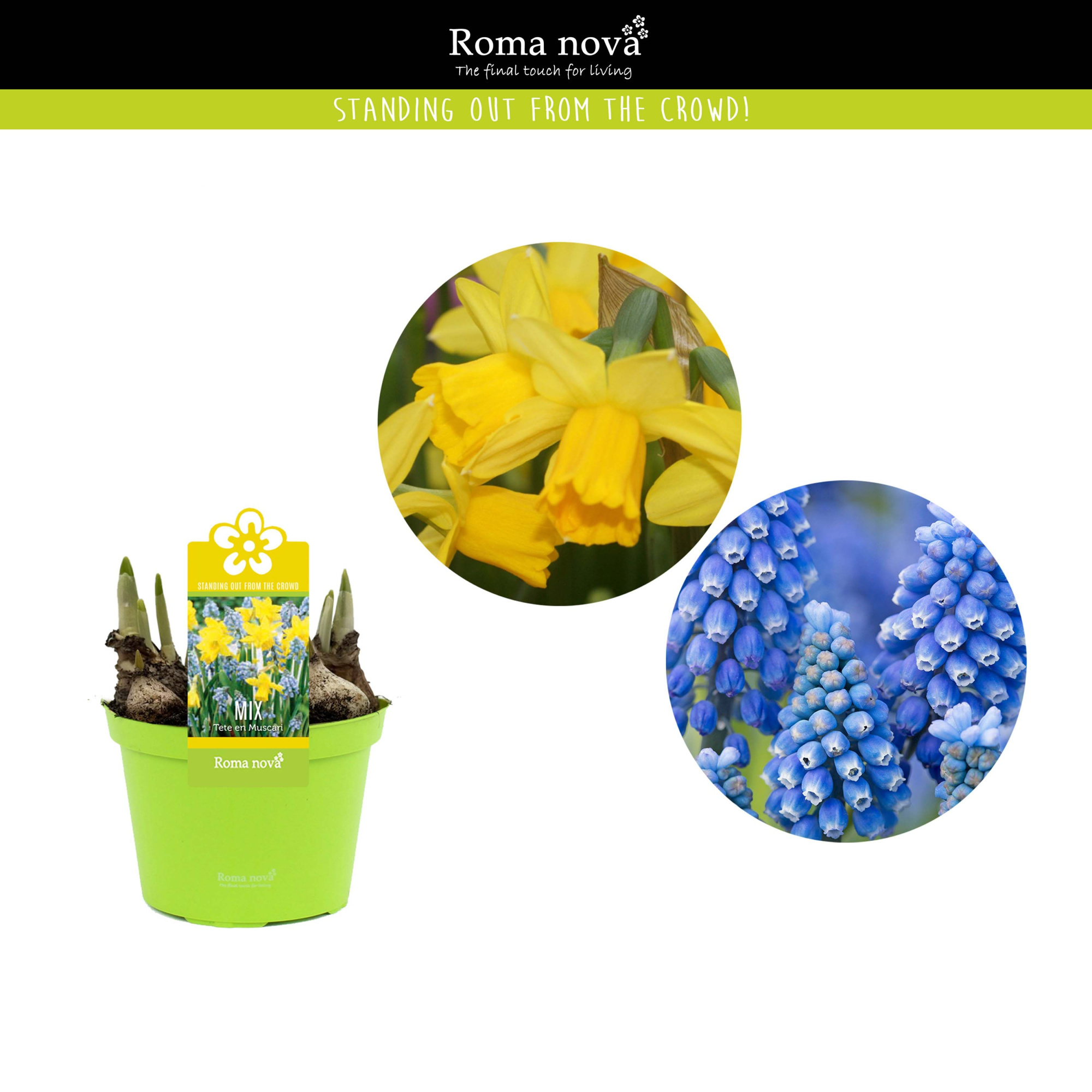 Mix Tete-a-Tete en Blue Magic, D 12