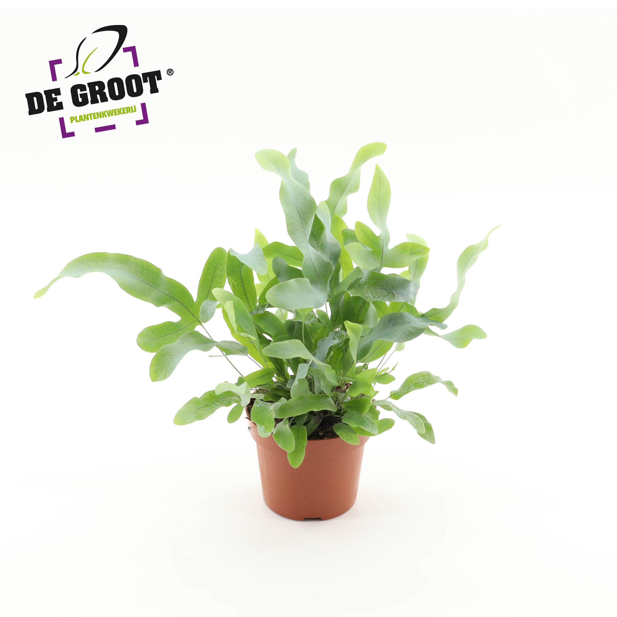 Phlebodium aureum Blue Star, D 12