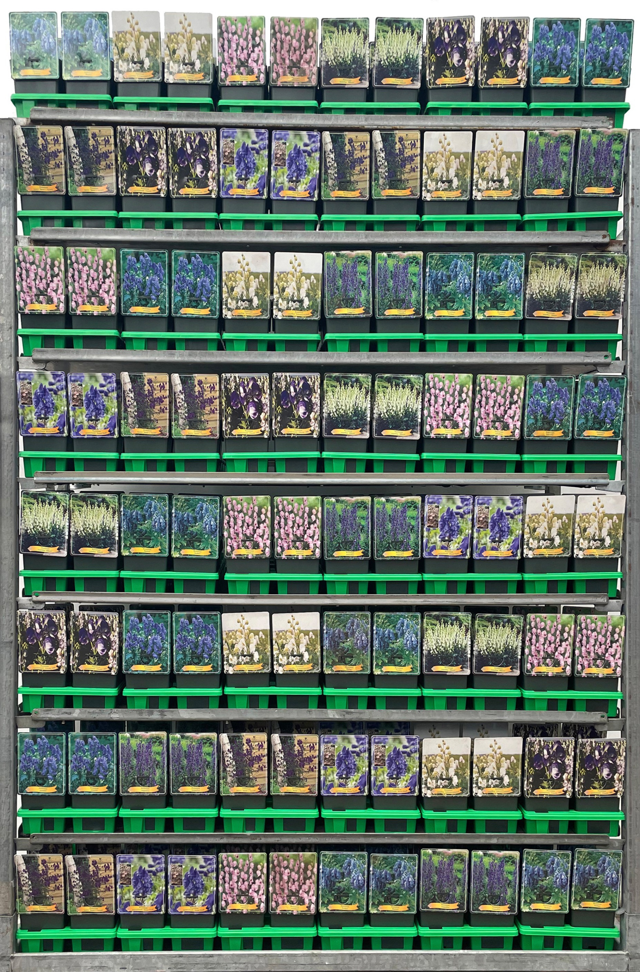 Aconitum Mix CC P11, D 11