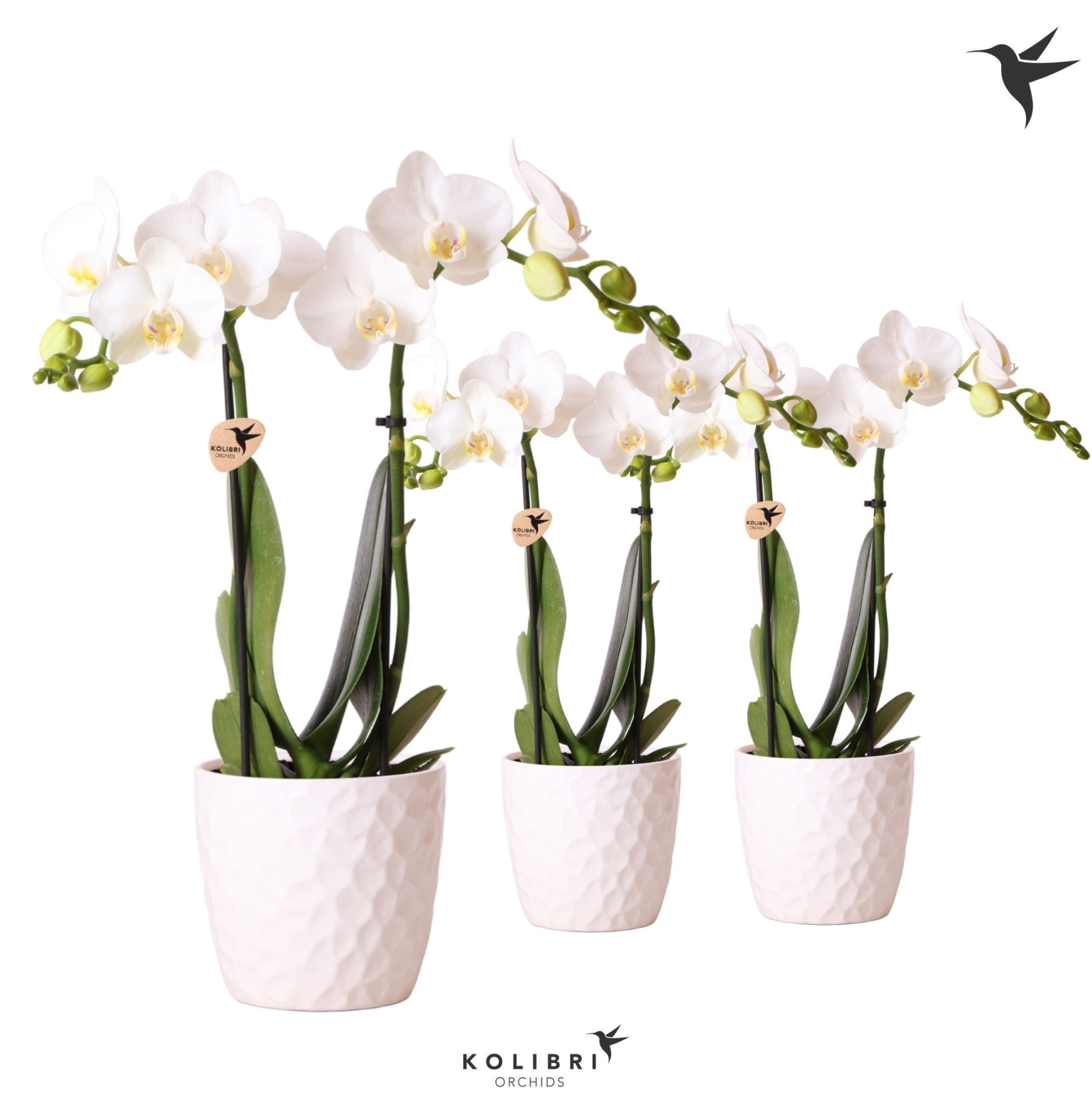 Kolibri Orchids Phalaenopsis white 2 spike in Honey pot, D 9