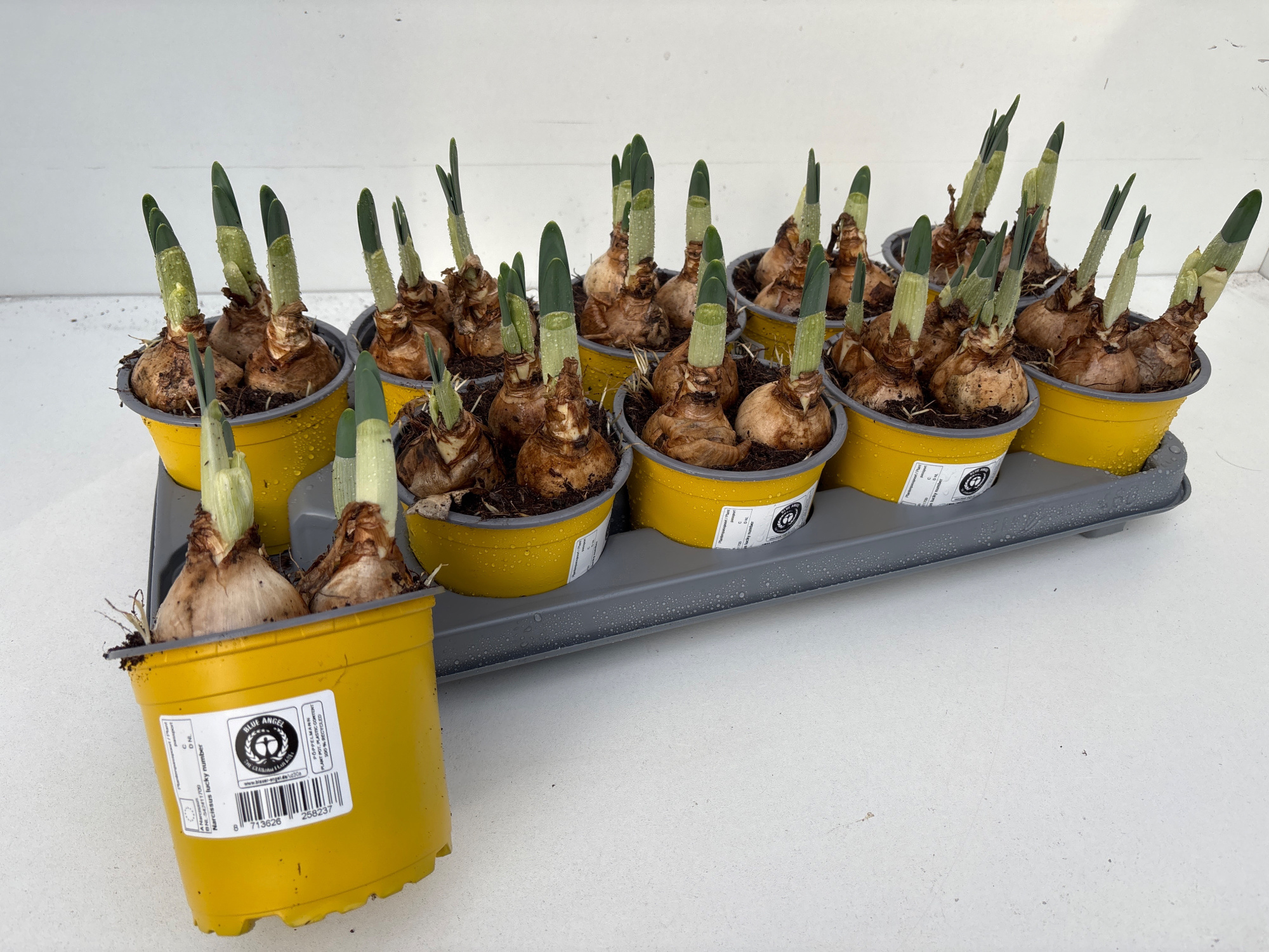 Narcis Lucky Number, D 12