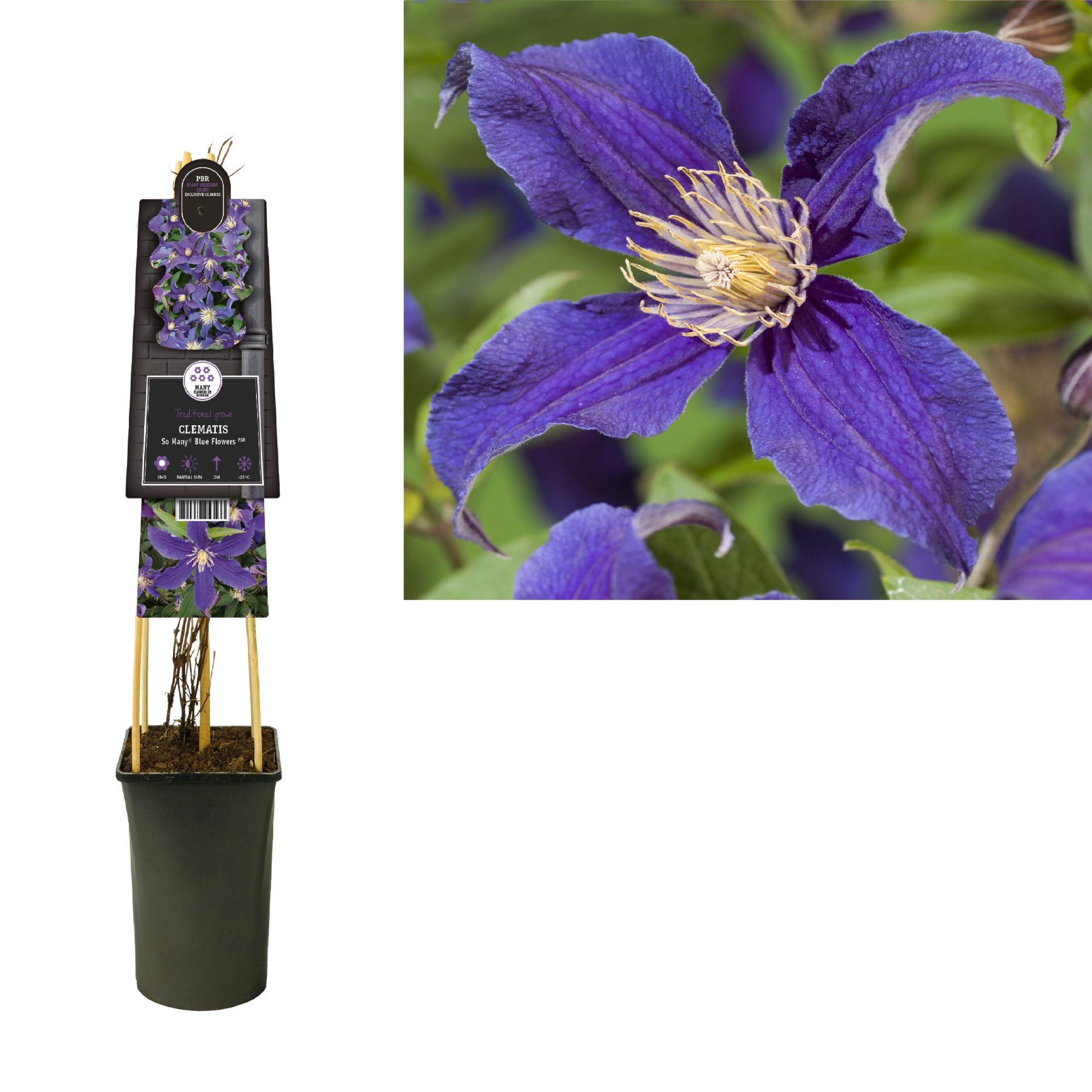 Clematis So Many® Blue Flowers PBR +3.0 label, D 17