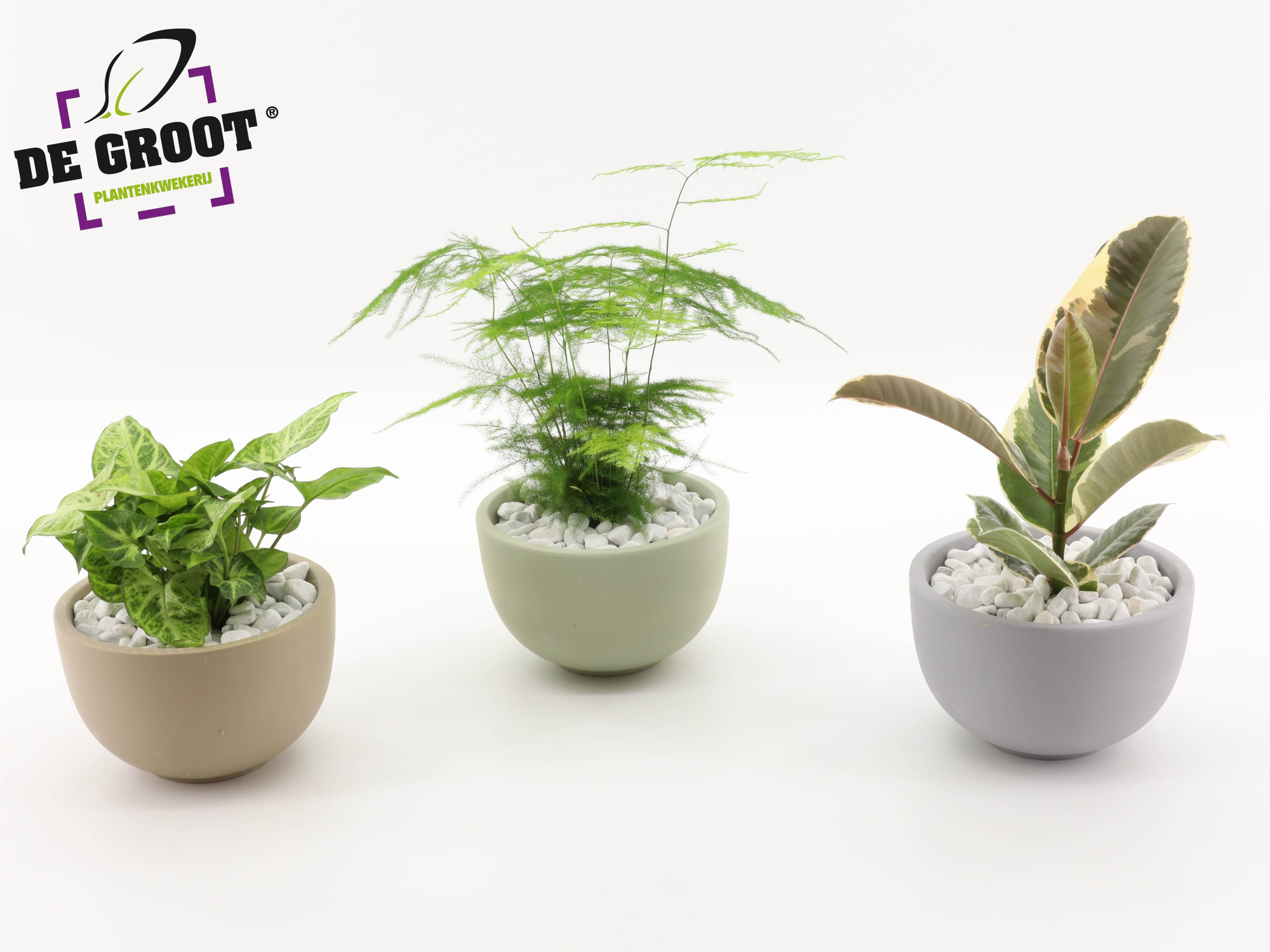 Arrangement gemengd in schaal, D 19