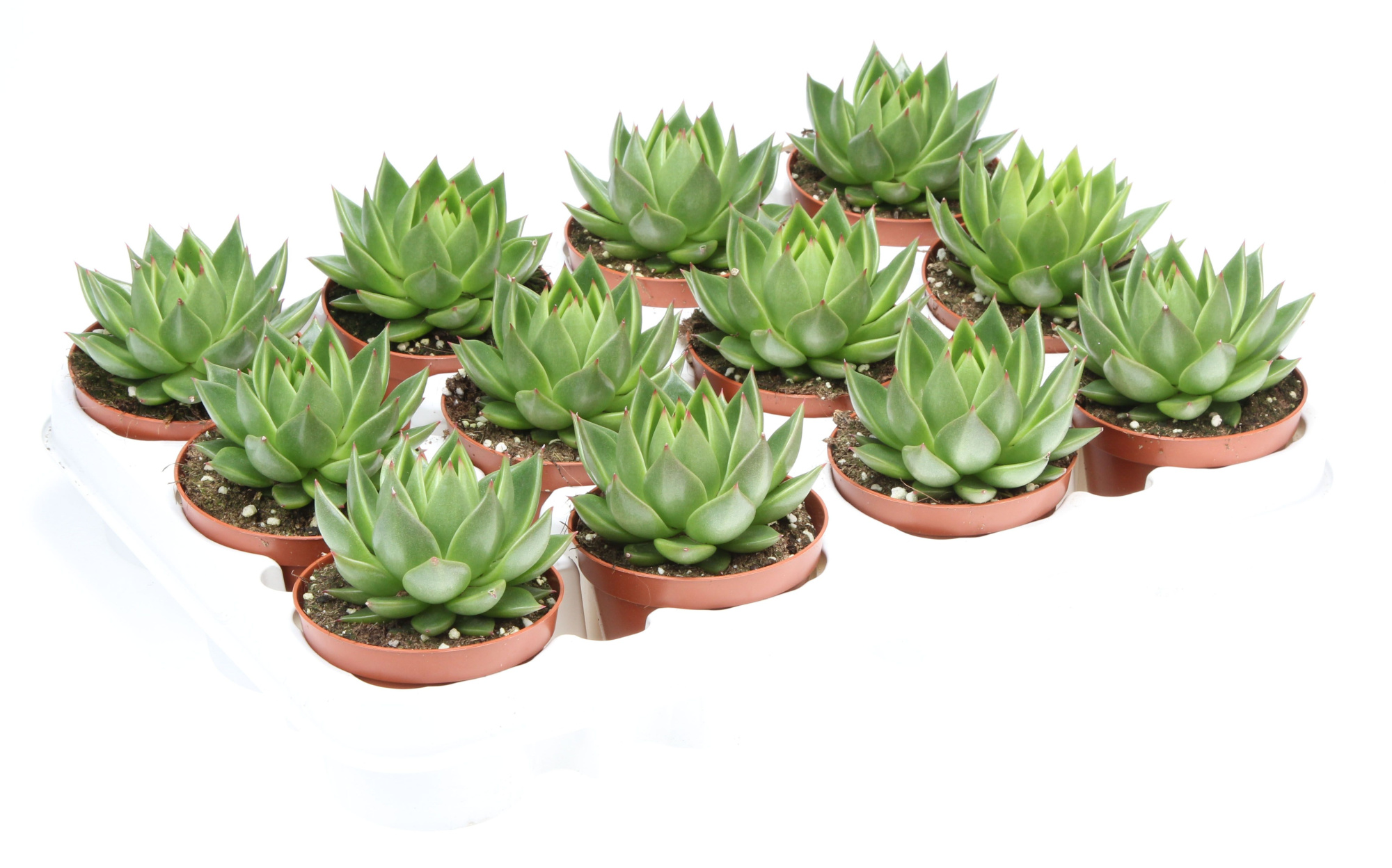 Echeveria shira, D 8,5