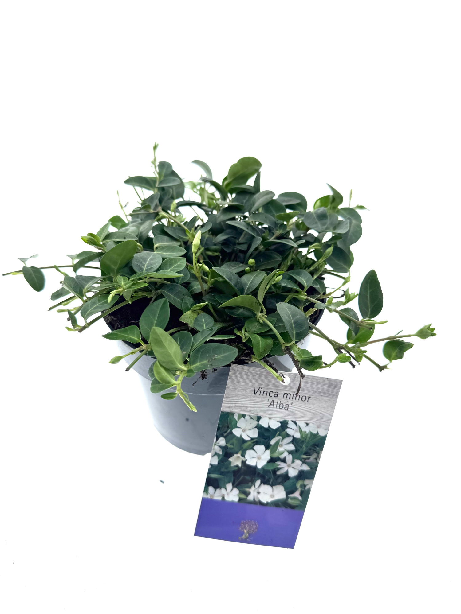 Vinca minor 'Alba', D 15