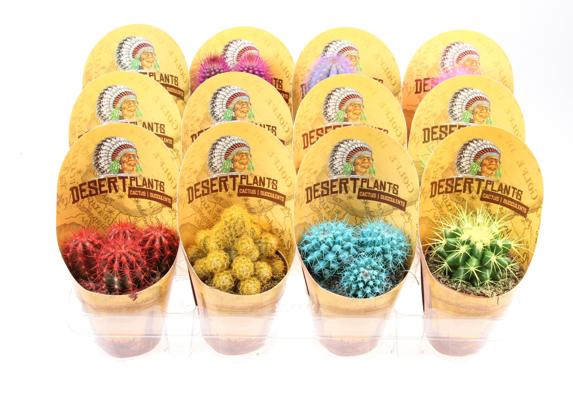 Potcover desert plants cactus rainbow, D 8,5