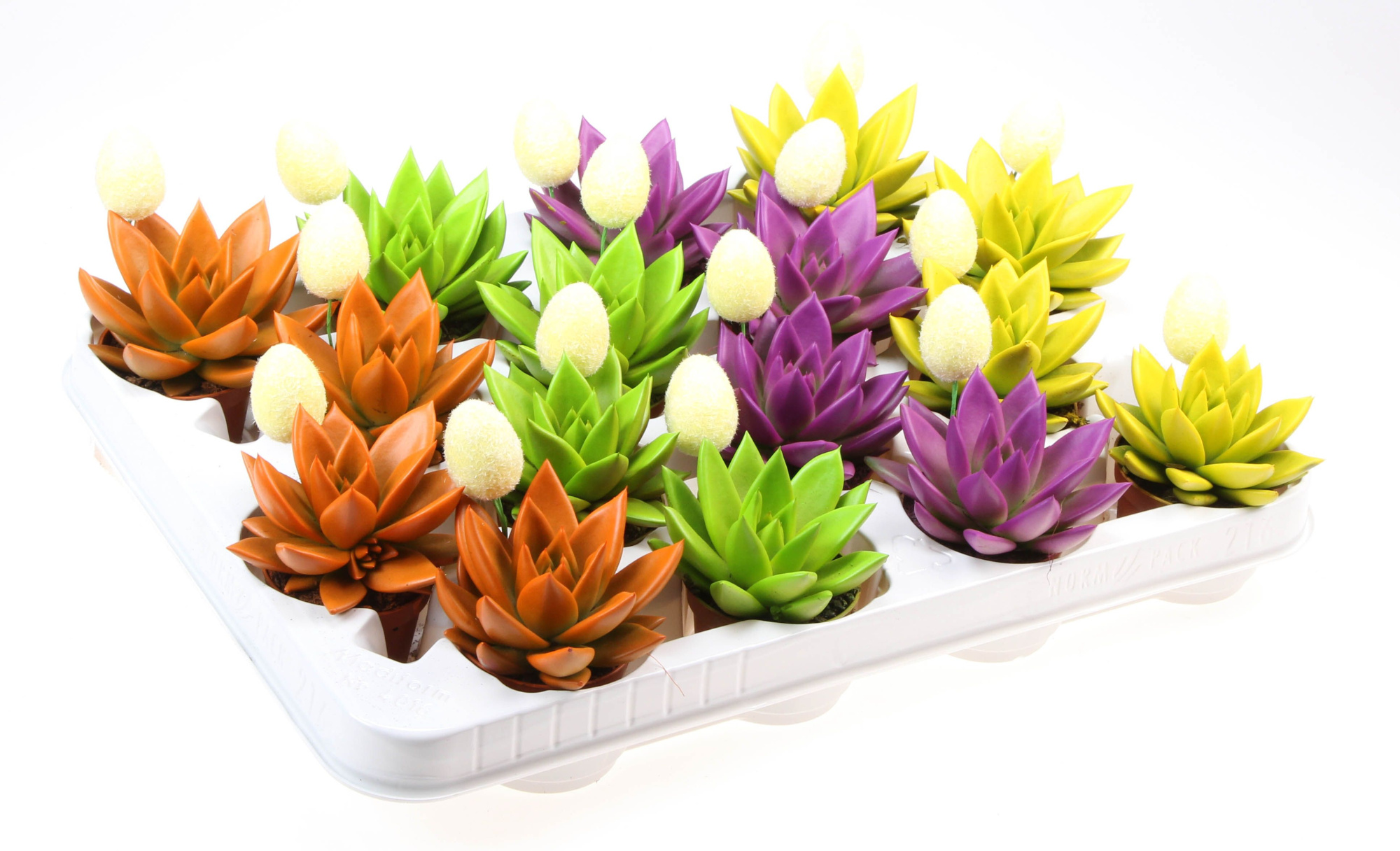 Rainbow mix + ei, D 6