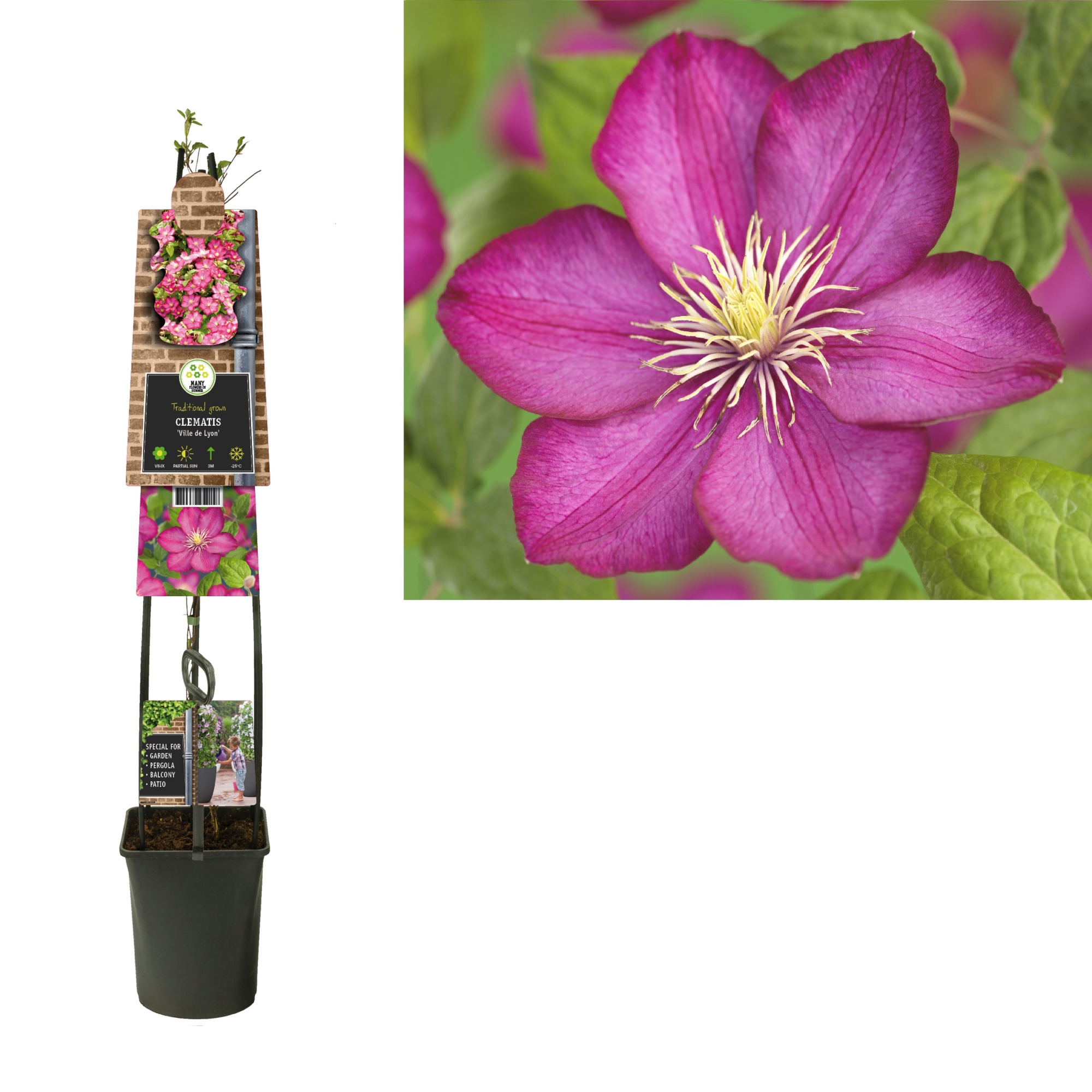 Clematis 'Ville de Lyon' +3.0 label, D 23