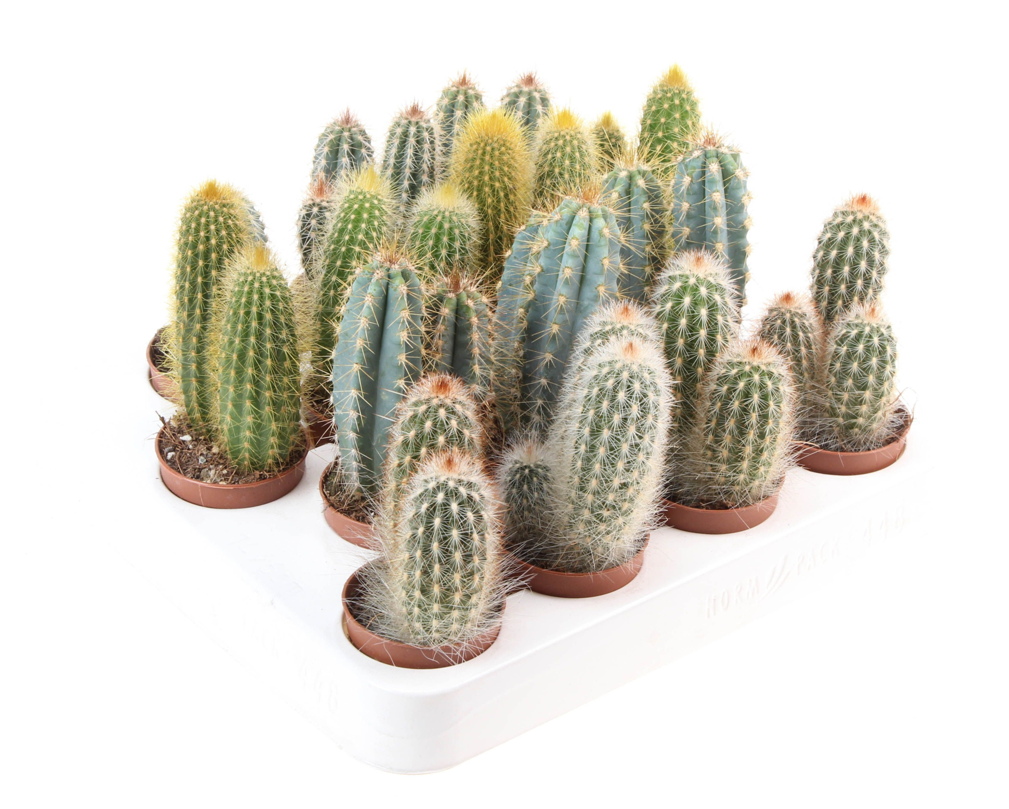 Cactus zuil mix XL, D 5,5