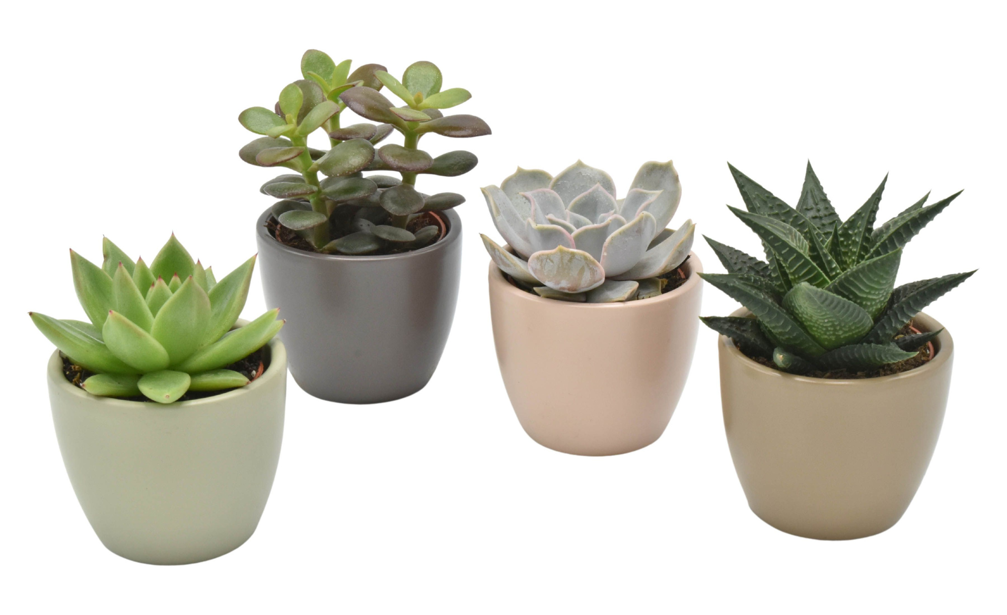 Succulent in Dana Amigo mix ceramics, D 7