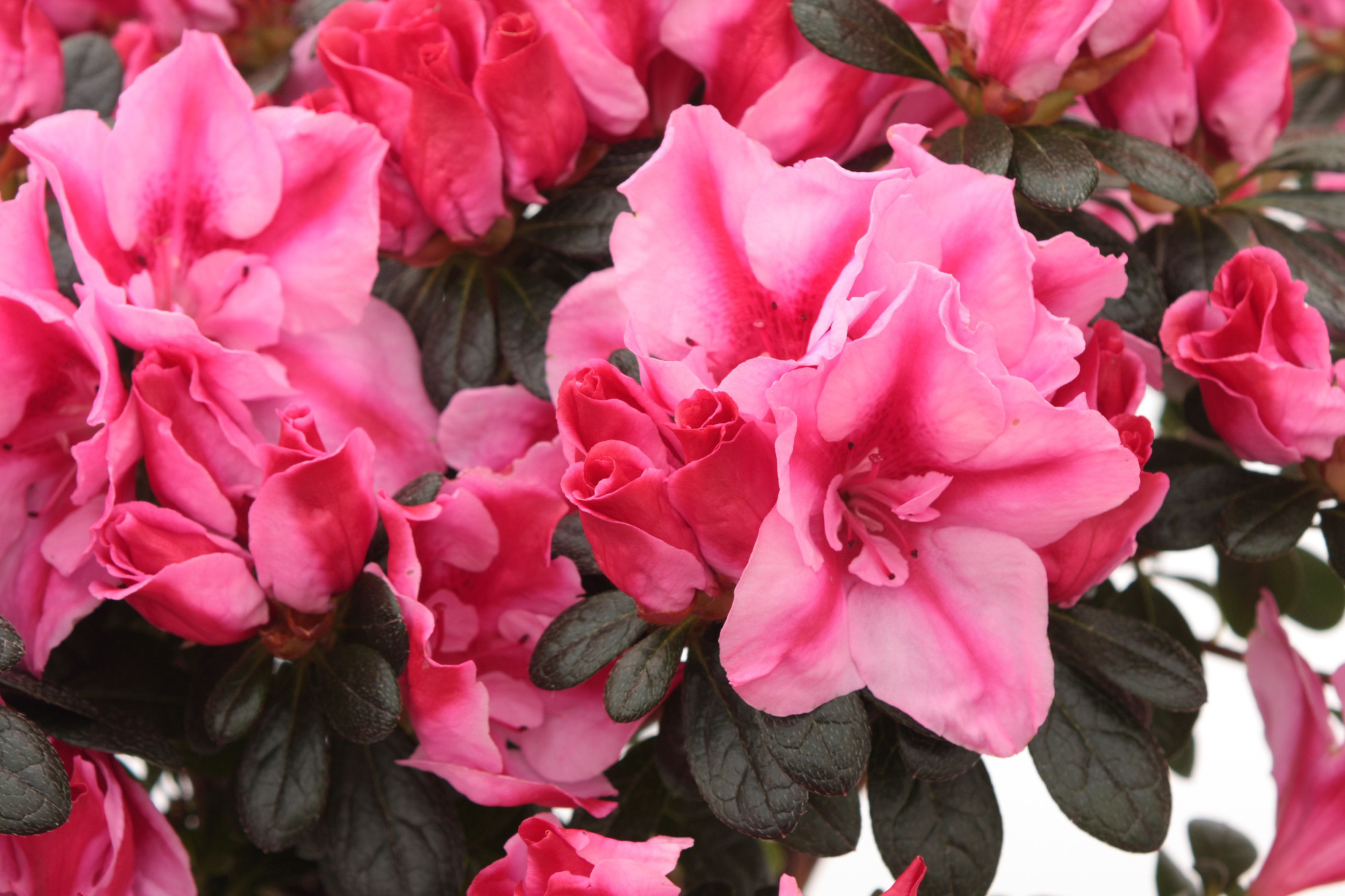 Rhododendron simsii T15 pink/red, D 15