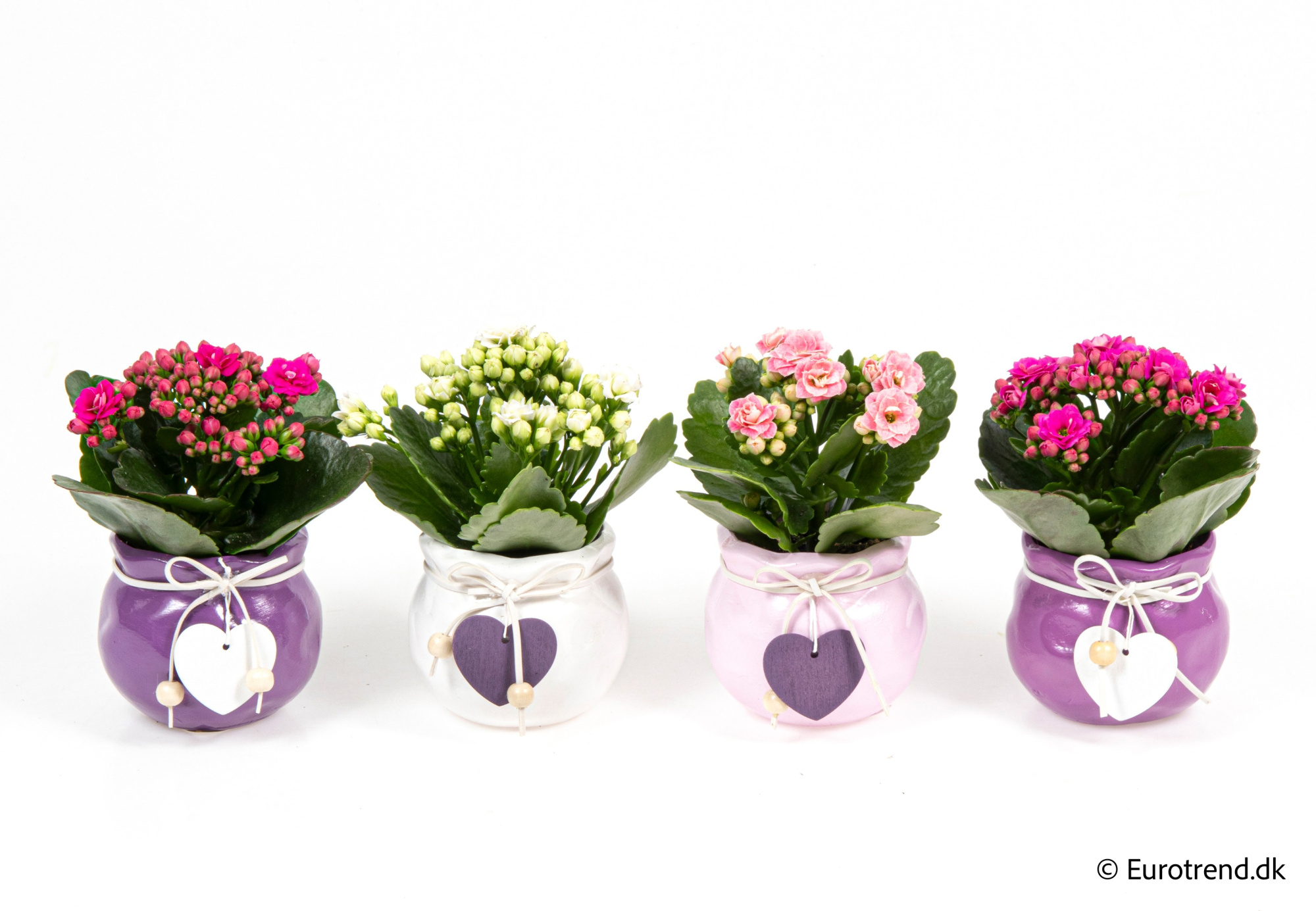 Kalanchoe Roseflowers in Valentine ceramic 2026, D 6