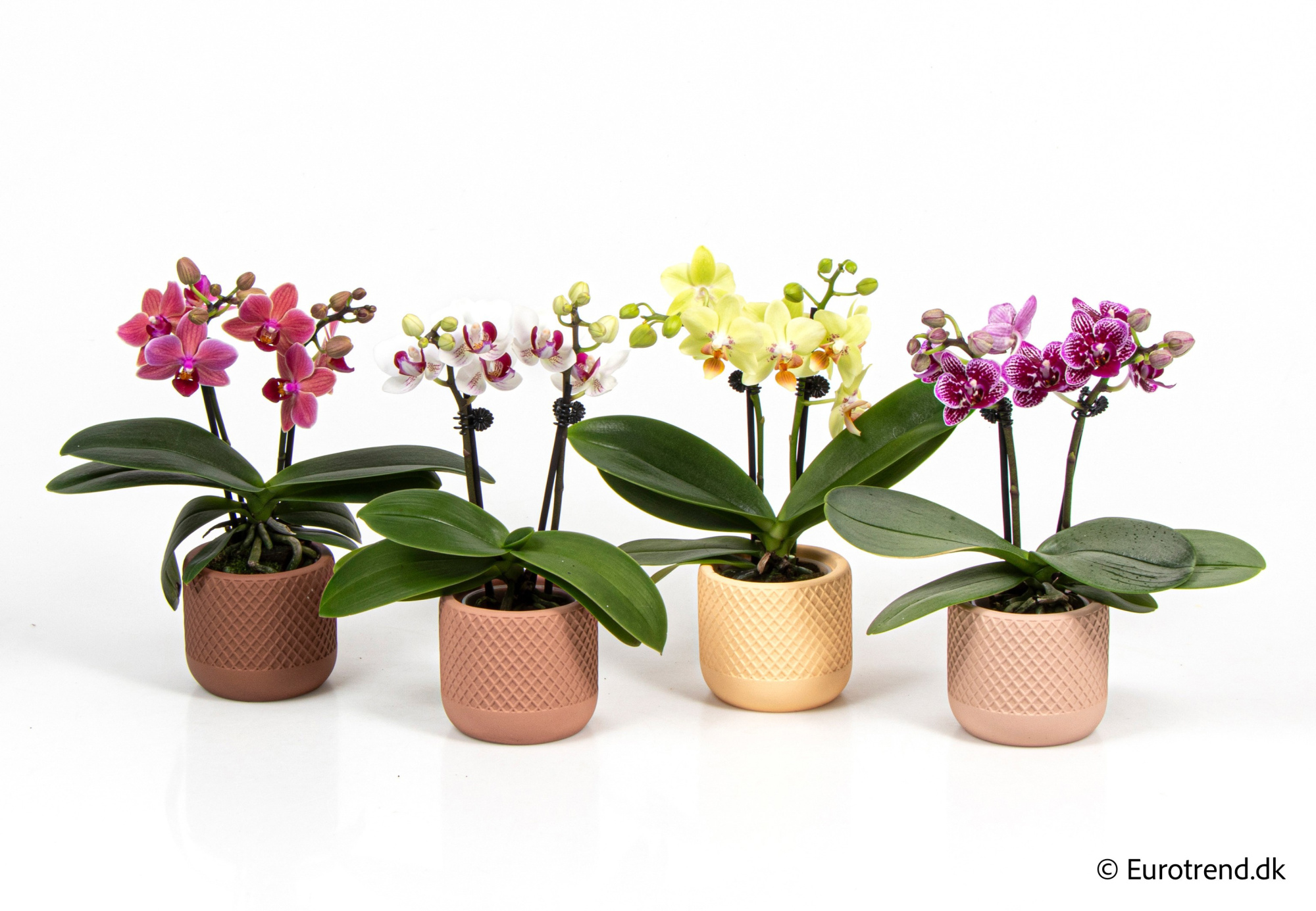 Phalaenopsis in New Look ceramic 2026, D 6