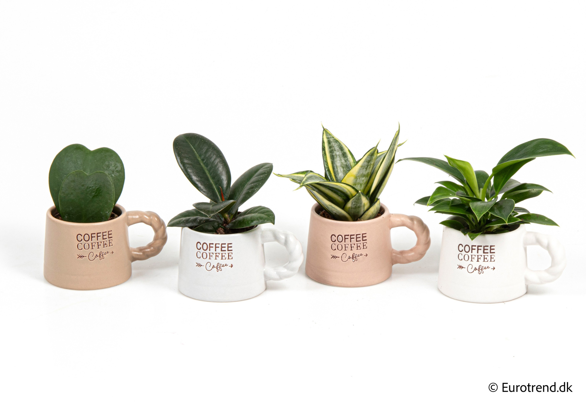 Green mix with Hoya double in New Look ceramic 2026, D 6