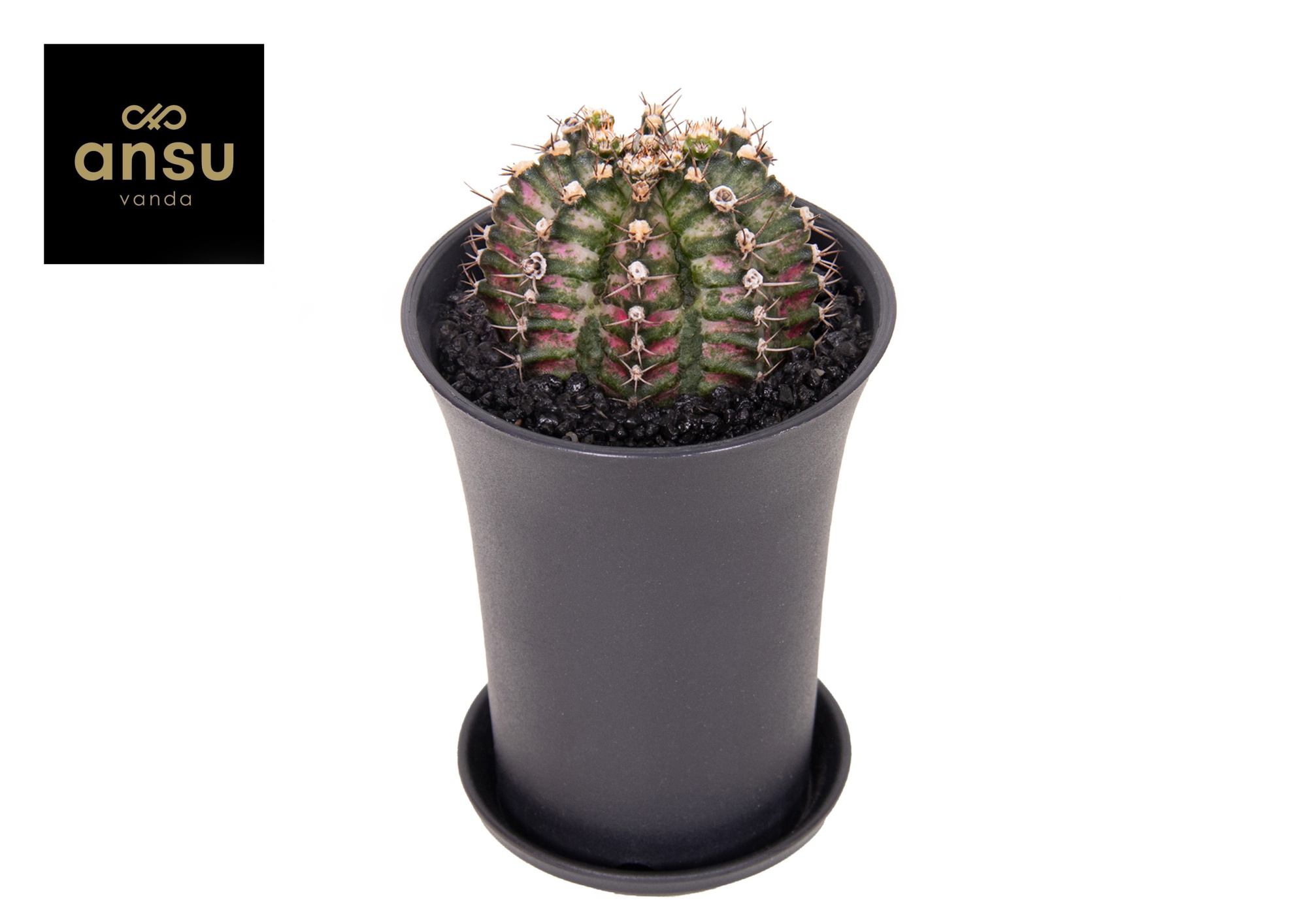 Gymno Cactus 'T-Rex' XL, D 10