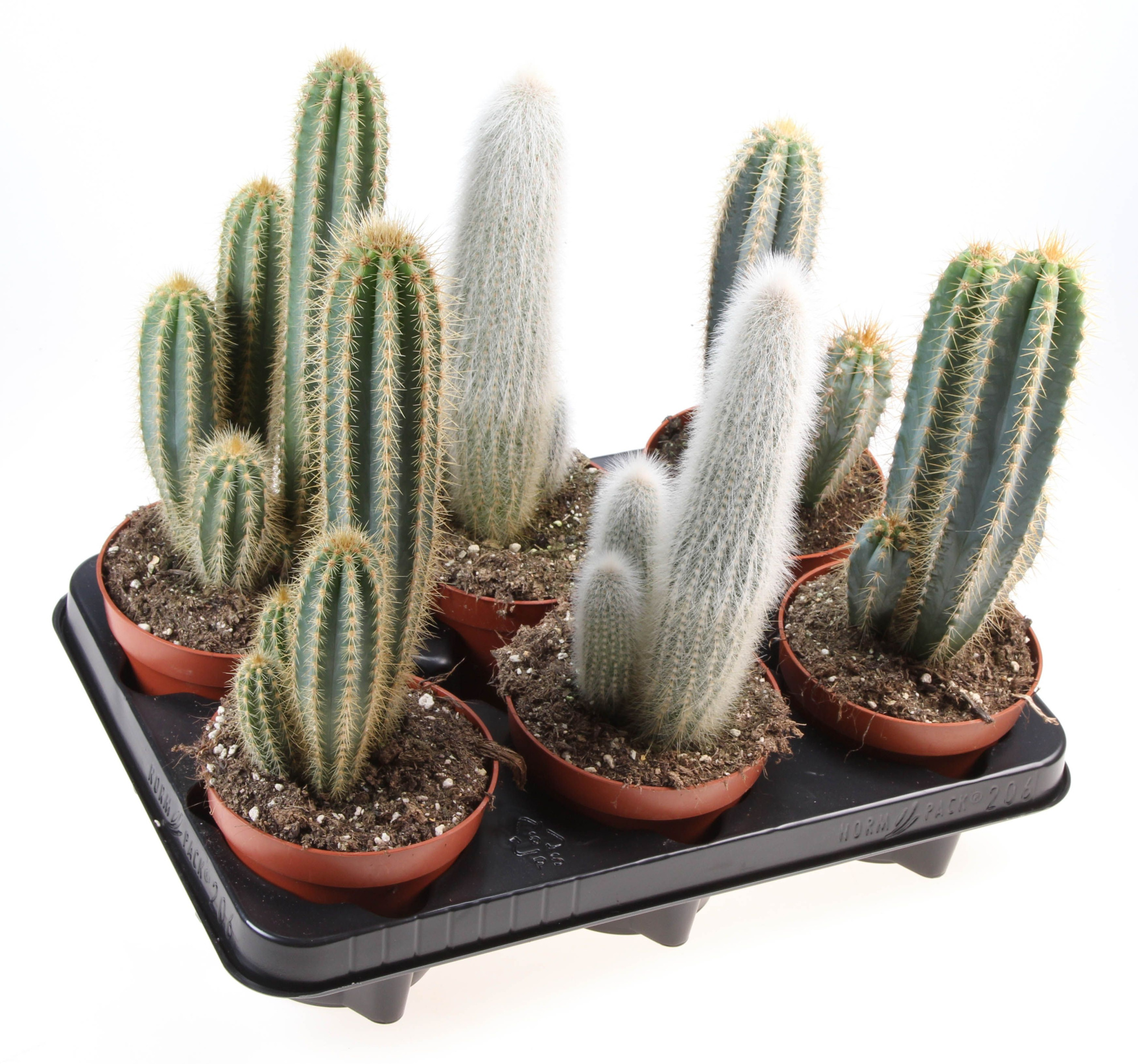 Cactus zuil mix XXL, D 12
