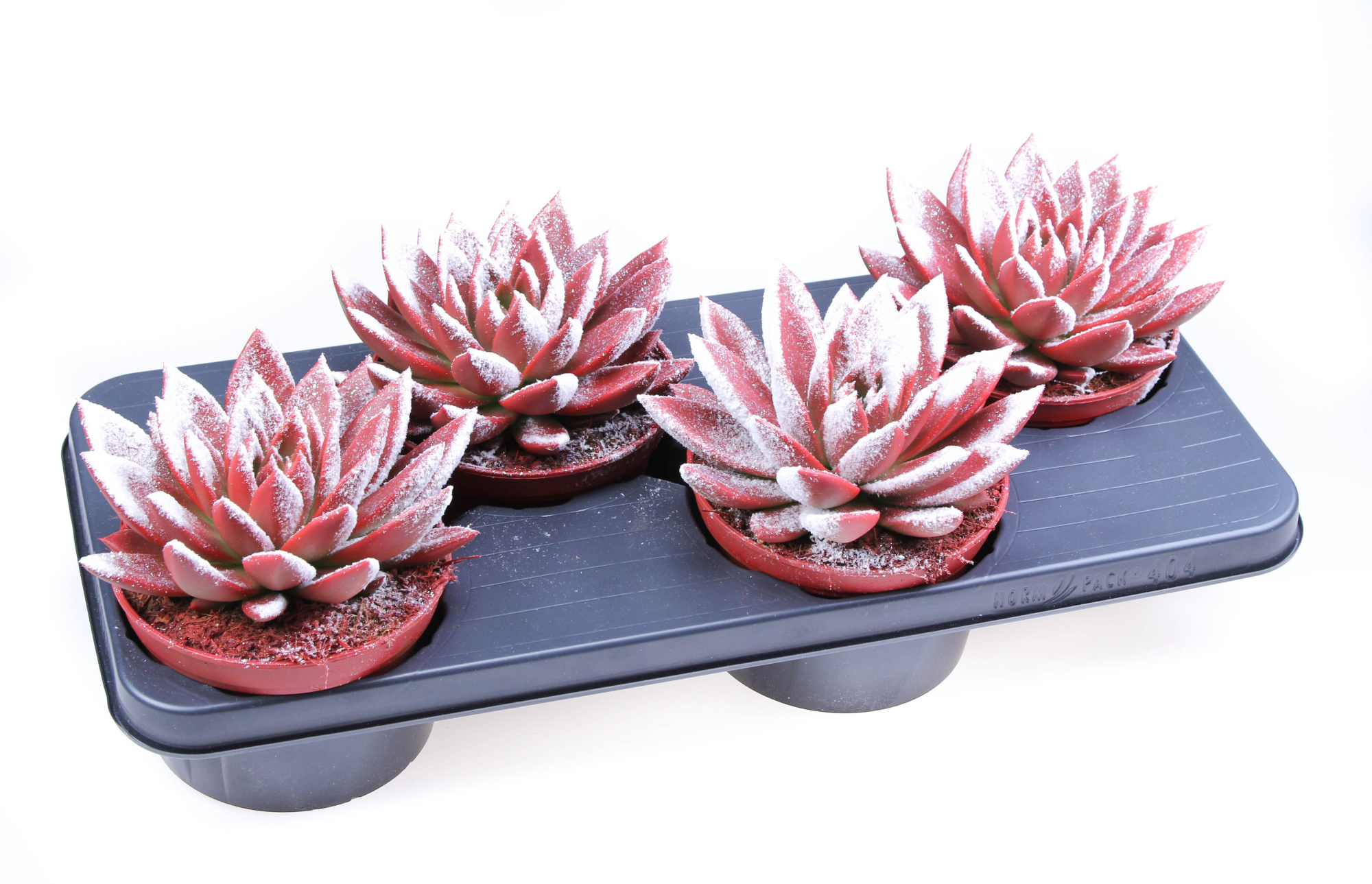 Miranda snowy + bio snow, D 15