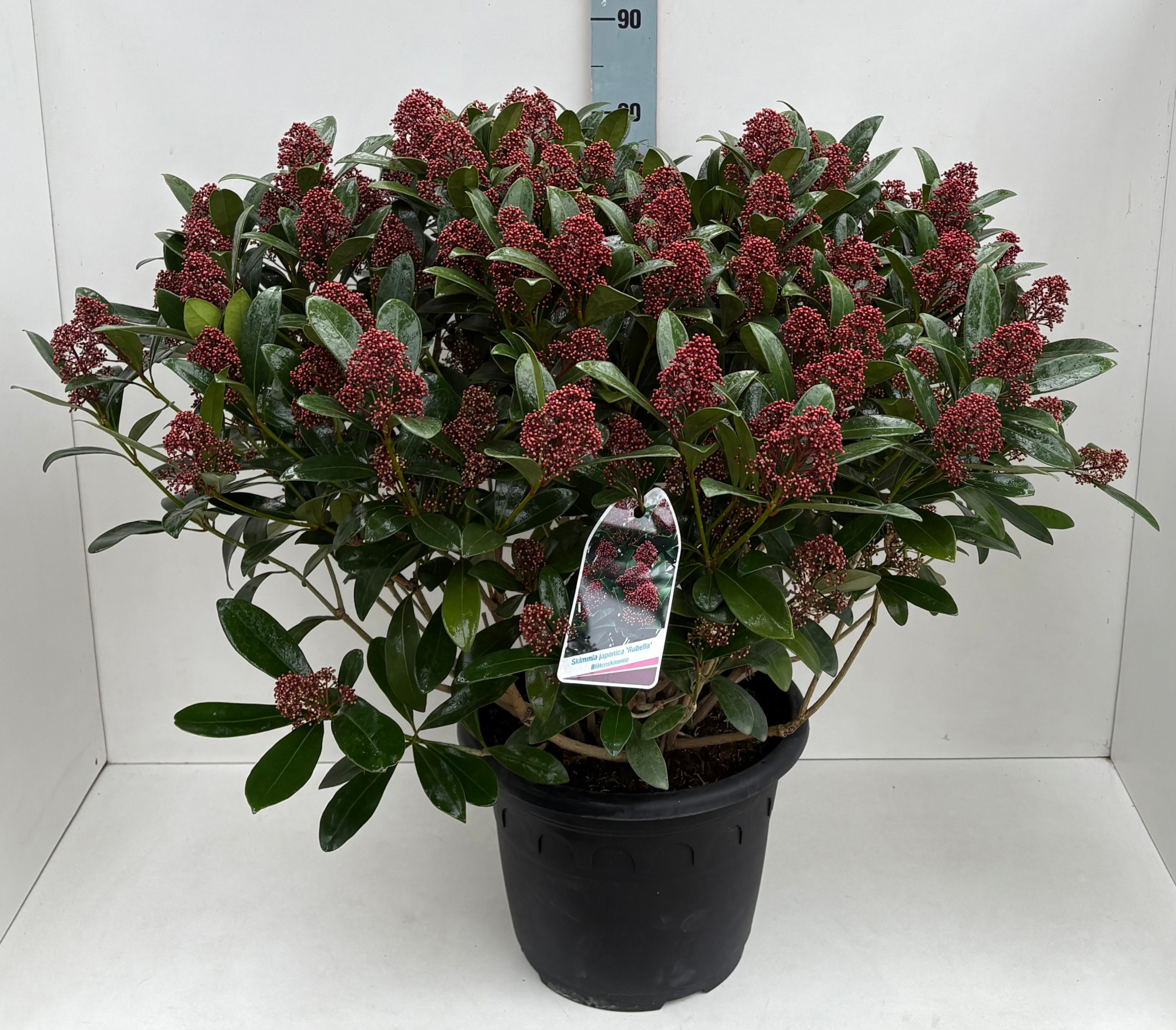 Skimmia Rubella T35 L, D 35