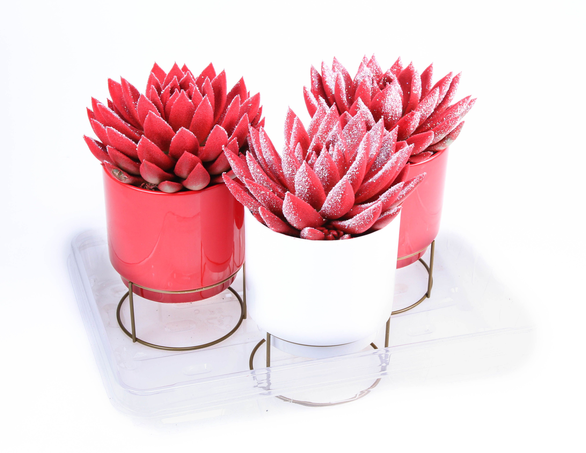 Velvet red in Deluxe pot, D 12