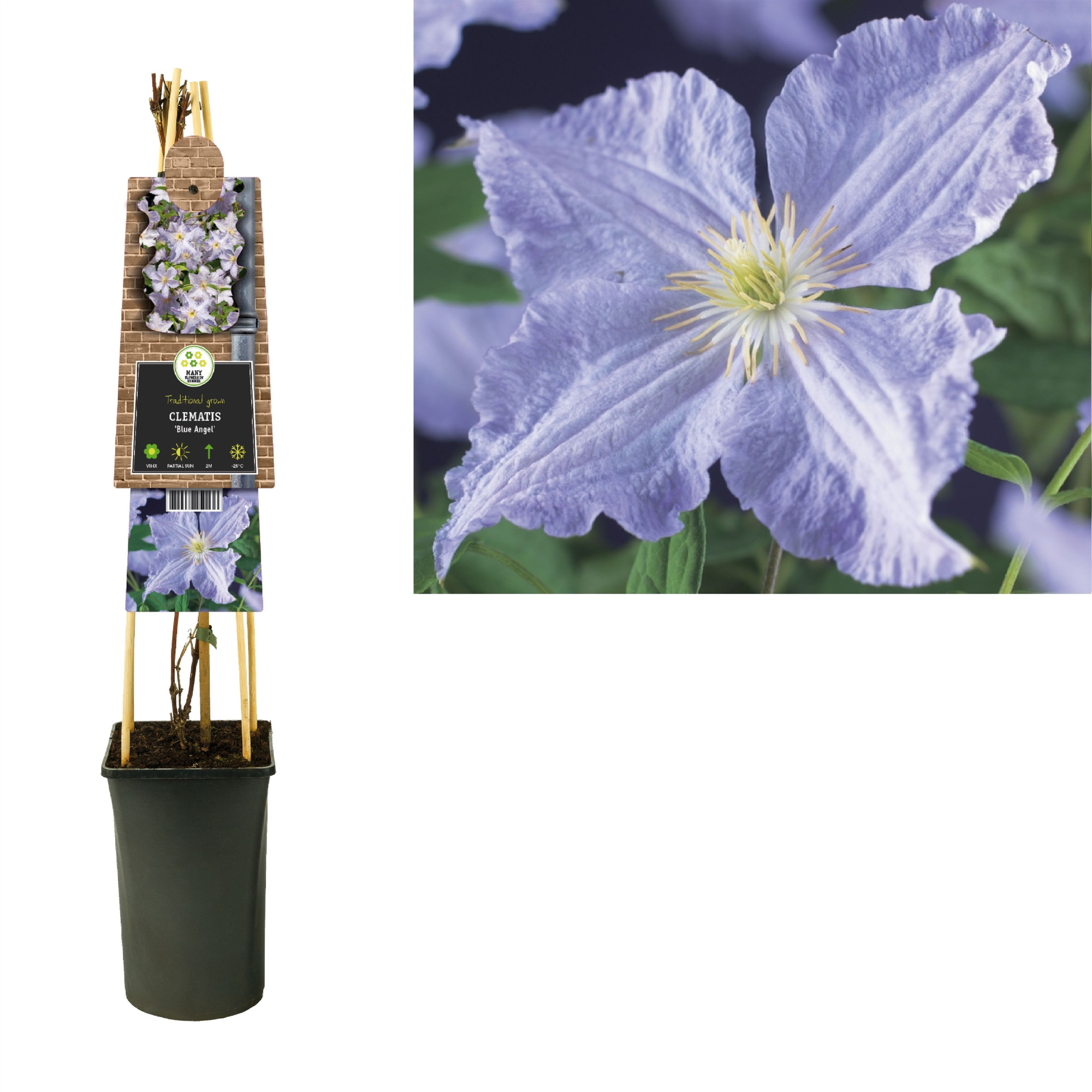 Clematis 'Blue Angel' +3.0 label, D 17
