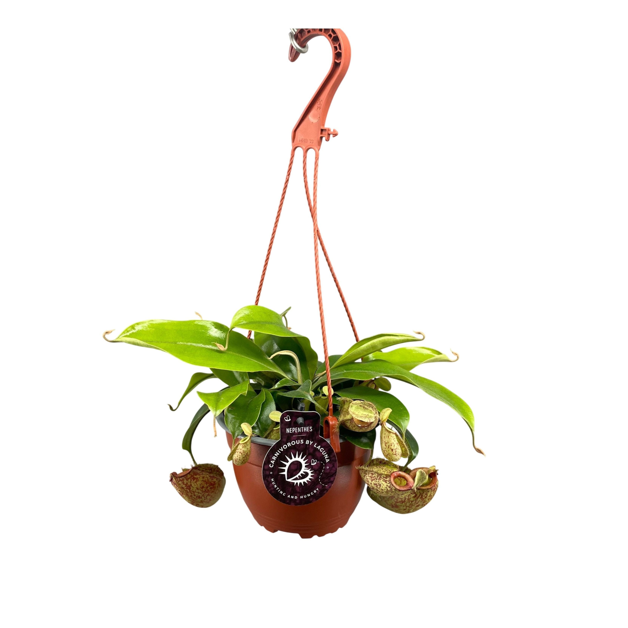 Nepenthes Hookeriana 14 cm in hangpot, D 14