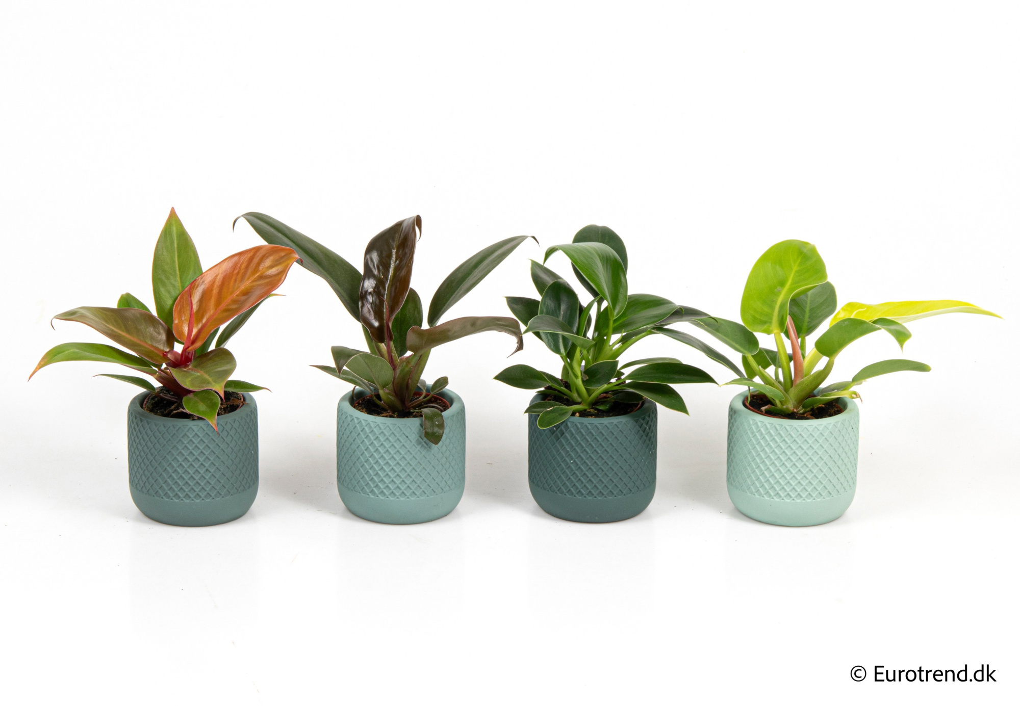 Philodendron mix in New Look ceramic 2026, D 6