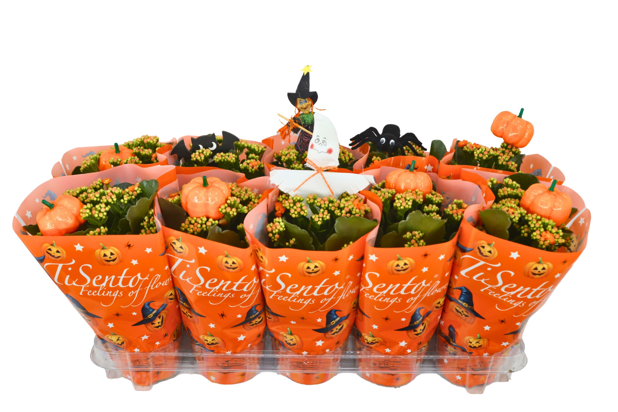 Calandiva 12 cm Halloween Spooky flame + Stekers, D 12