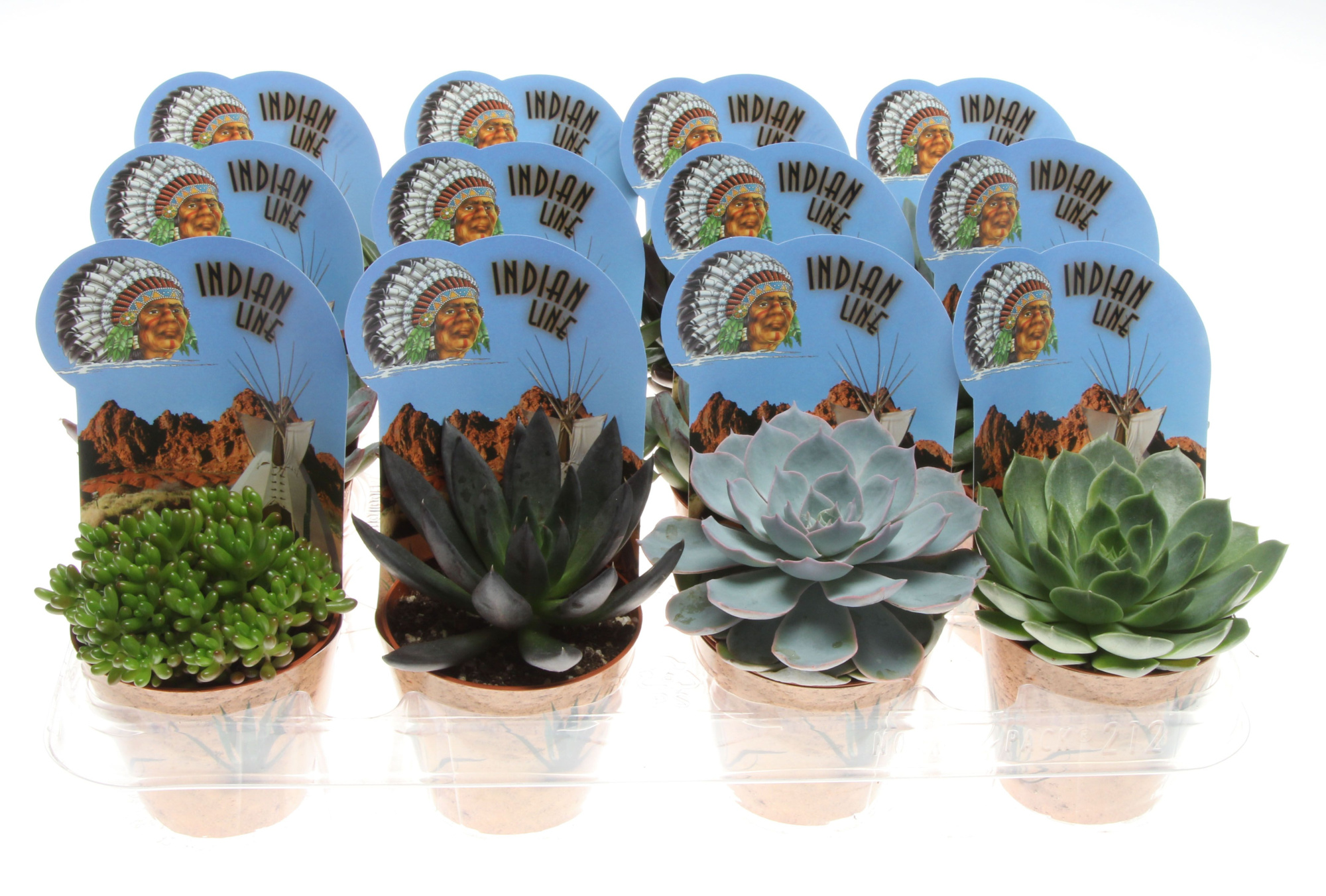 Potcover indian line succulenten mix, D 8,5