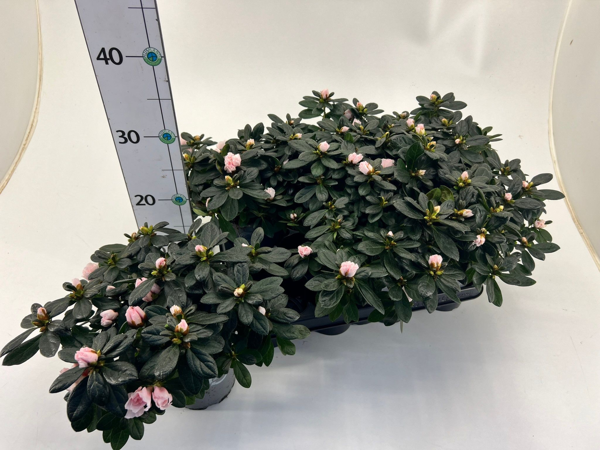 Rhododendron simsii T12 champagne, D 13
