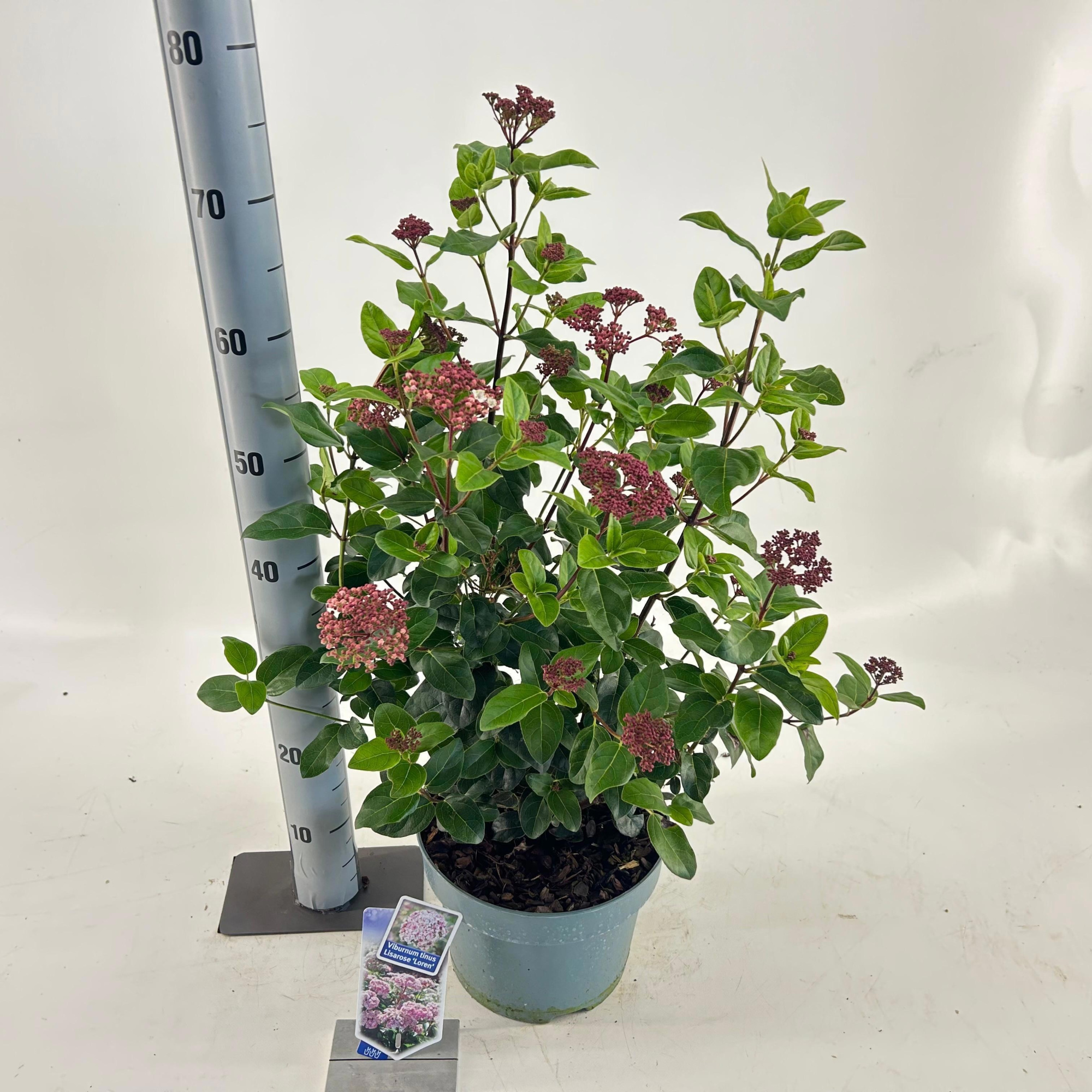 Viburnum tinus Lisarose ('Loren'PBR), D 23