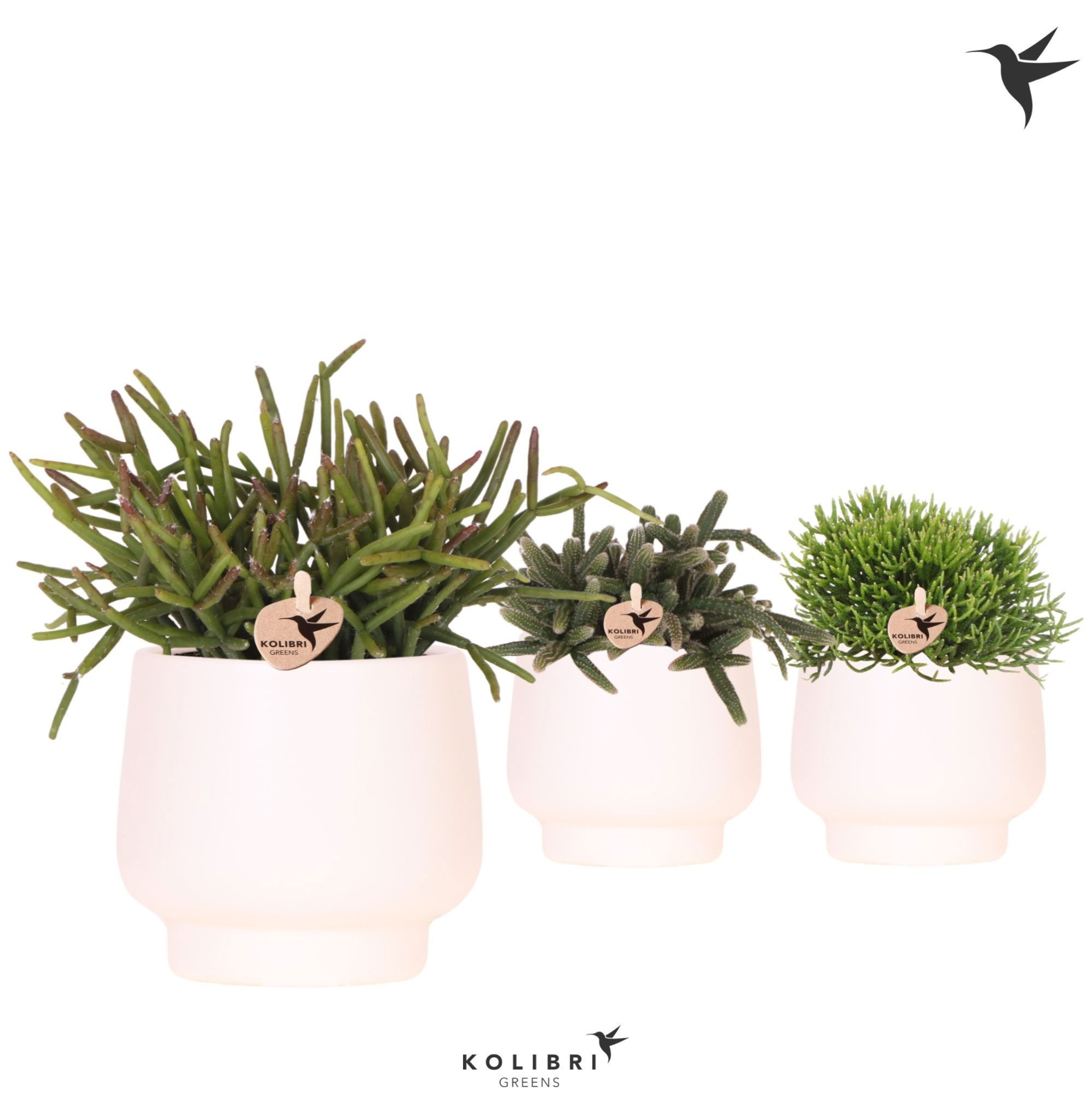 Kolibri Greens Rhipsalis mix in Scandic pot white, D 9