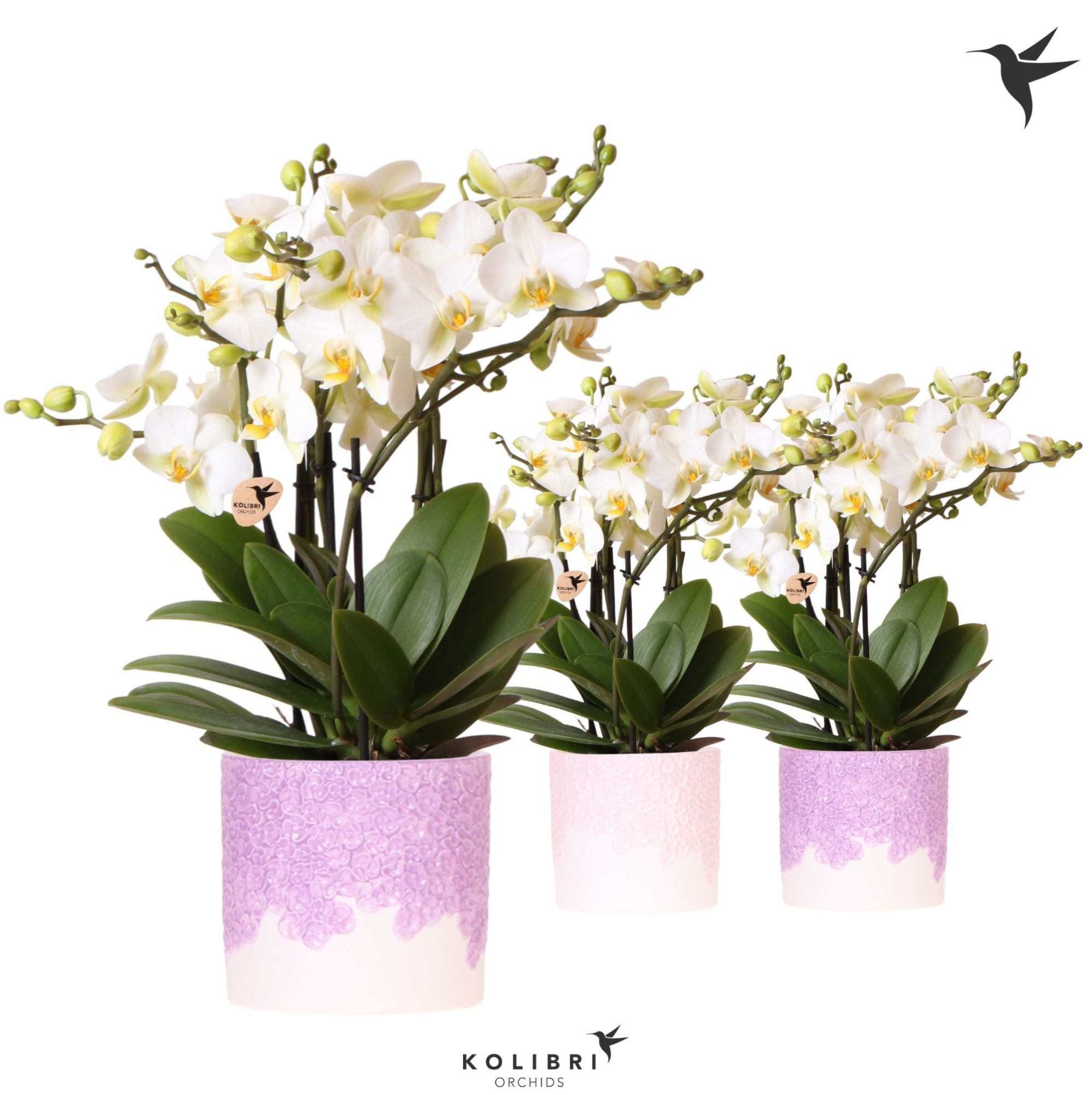 Kolibri Orchids Phalaenopsis Blossom Lausanne 6 spike in Bloom pot lila mix, D 12