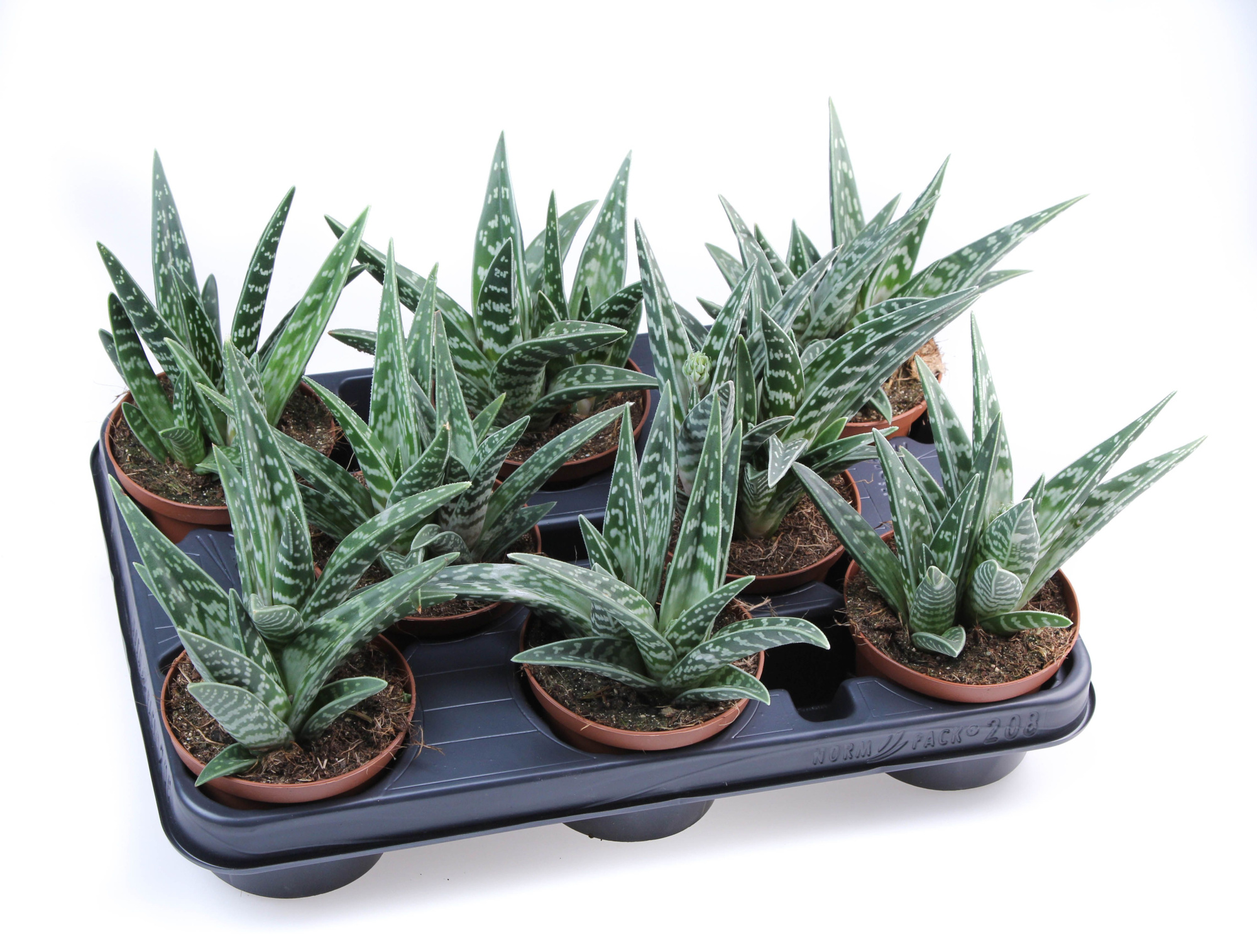 Aloe Variegata, D 10,5