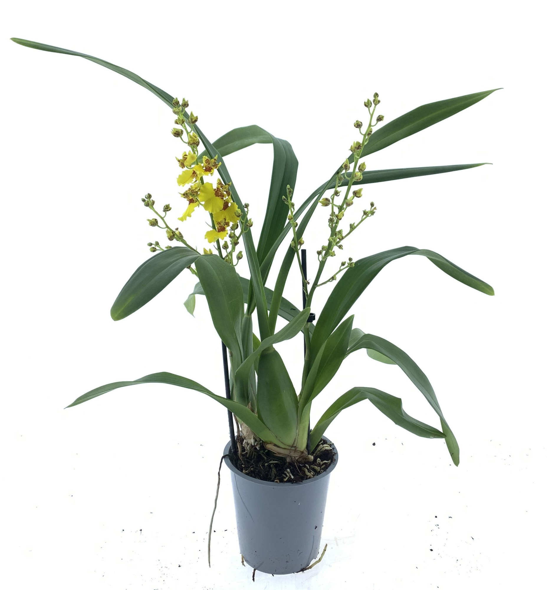Oncidium 2-tak, D 12