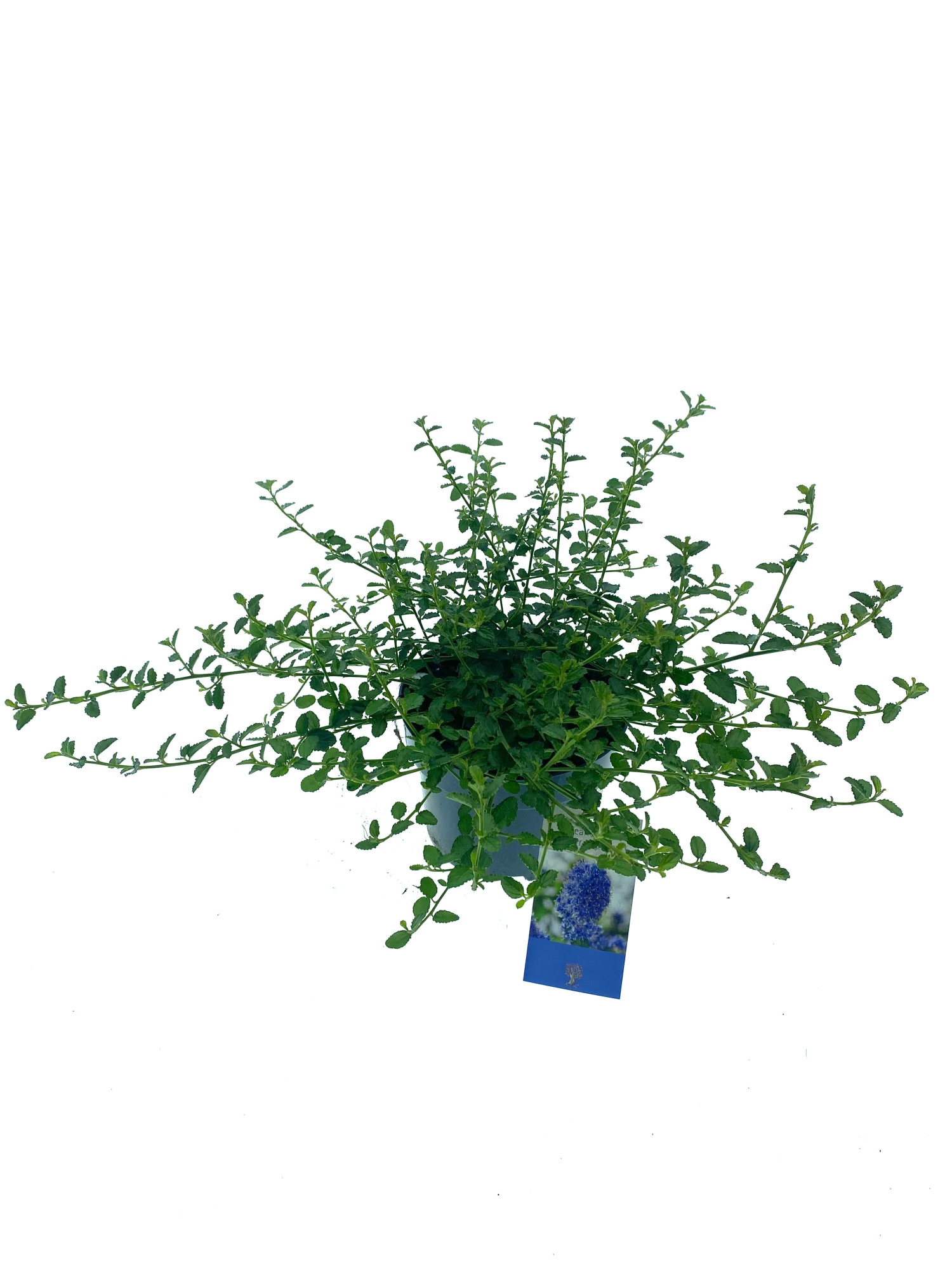 Ceanothus thyrsiflorus var. repens, D 17