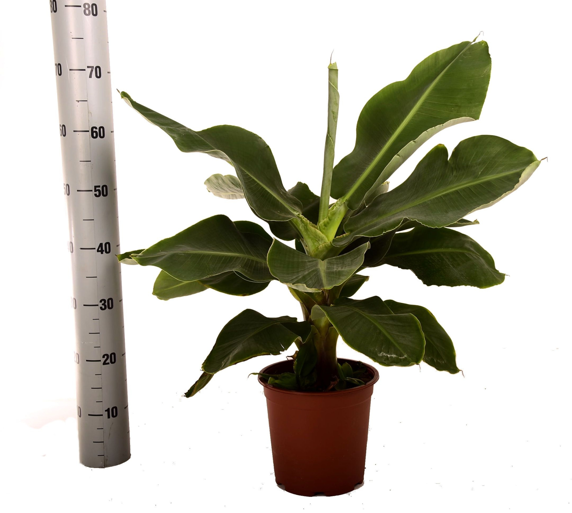 Musa dwarf cavendish, D 21