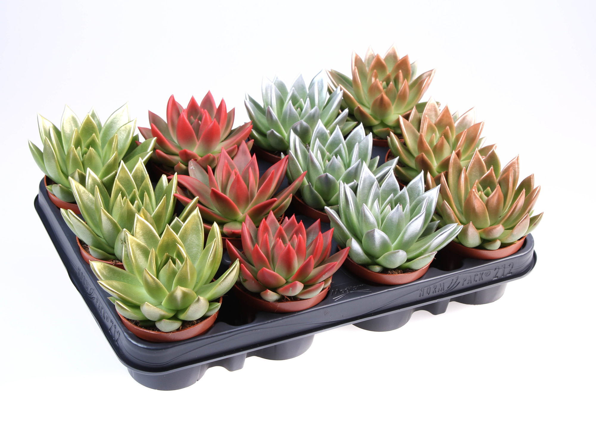 Miranda kerstmix tips, D 8,5