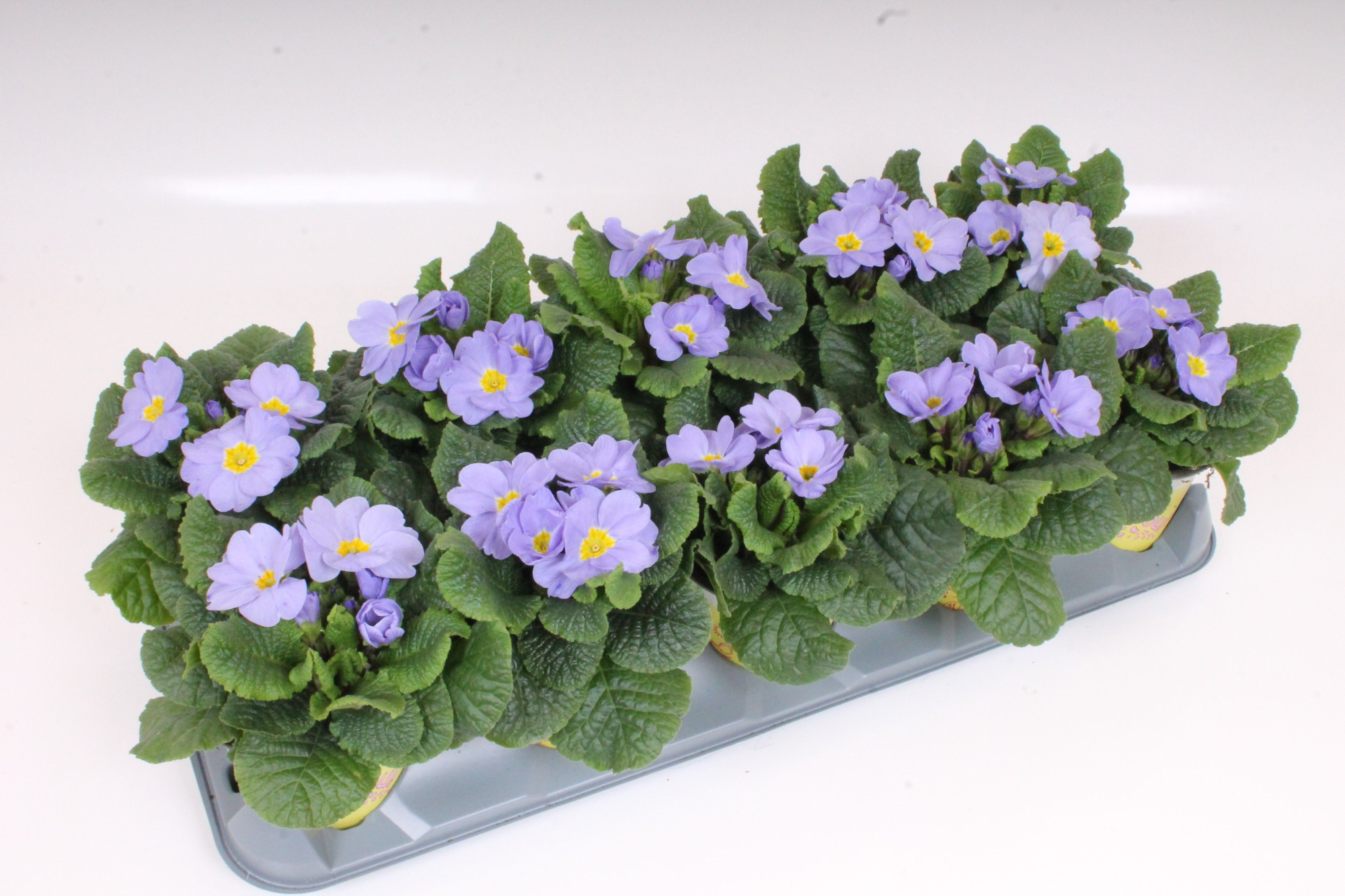 Primula ILY Specials - Candy Skyblue, D 11