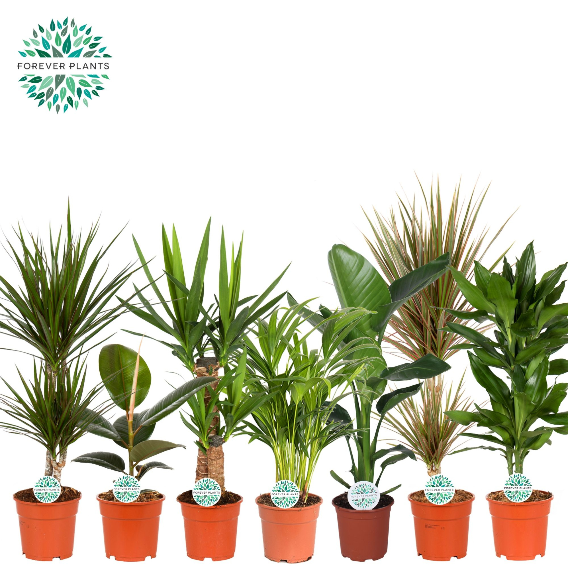 Groen Mix kamerplanten p17, D 17