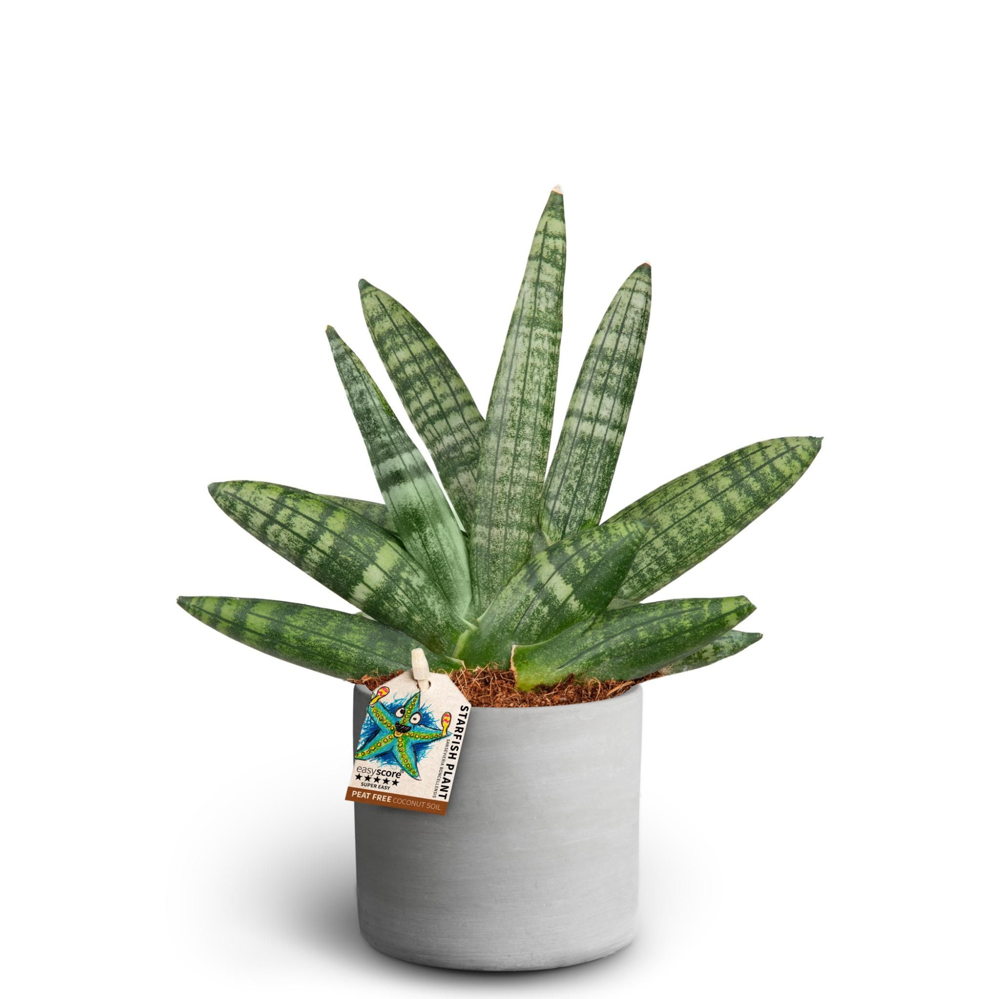 Raw Grey, Sansevieria Boncellensis, D 10