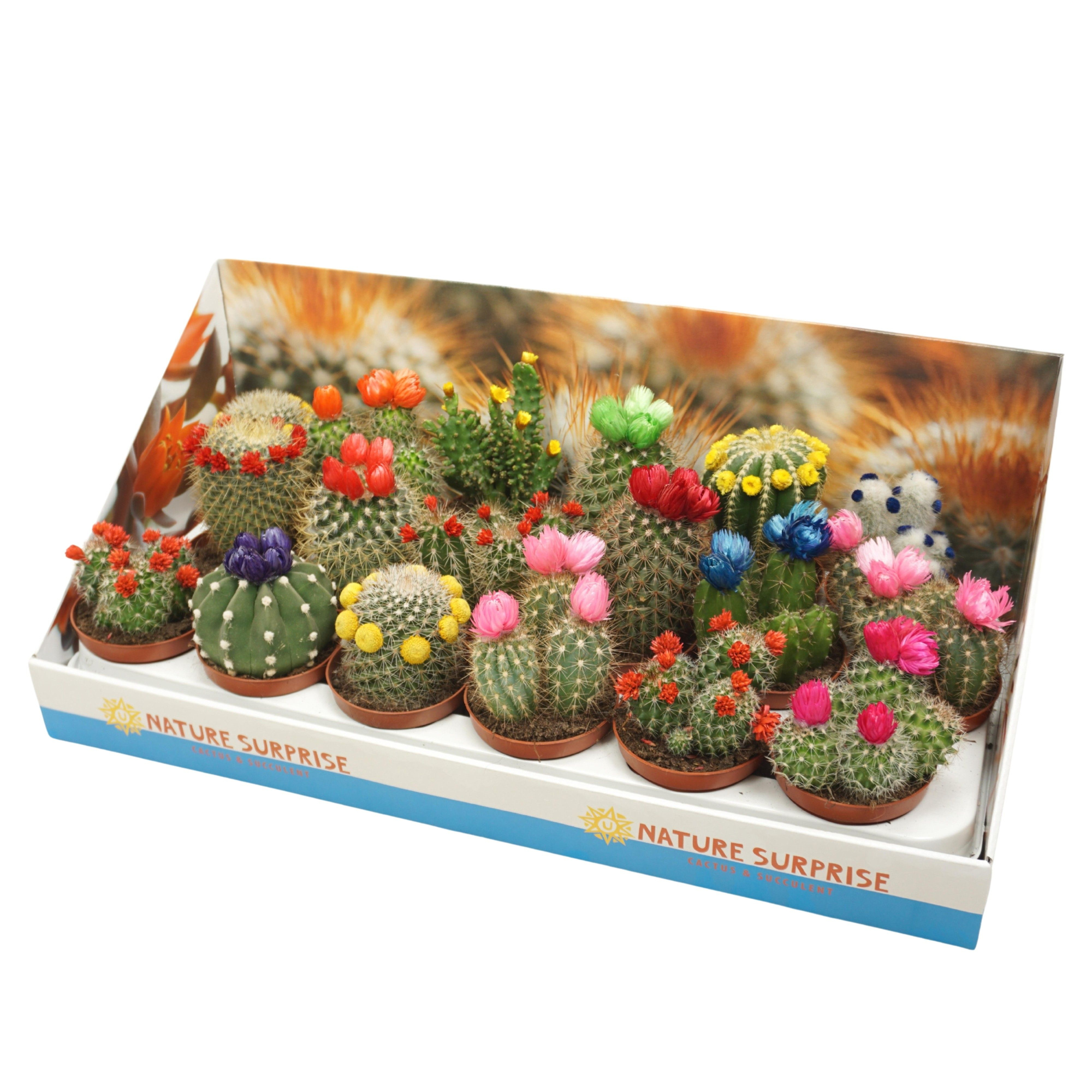 Cactus mix strobloem 8,5 cm in presentatiedoos, D 8,5