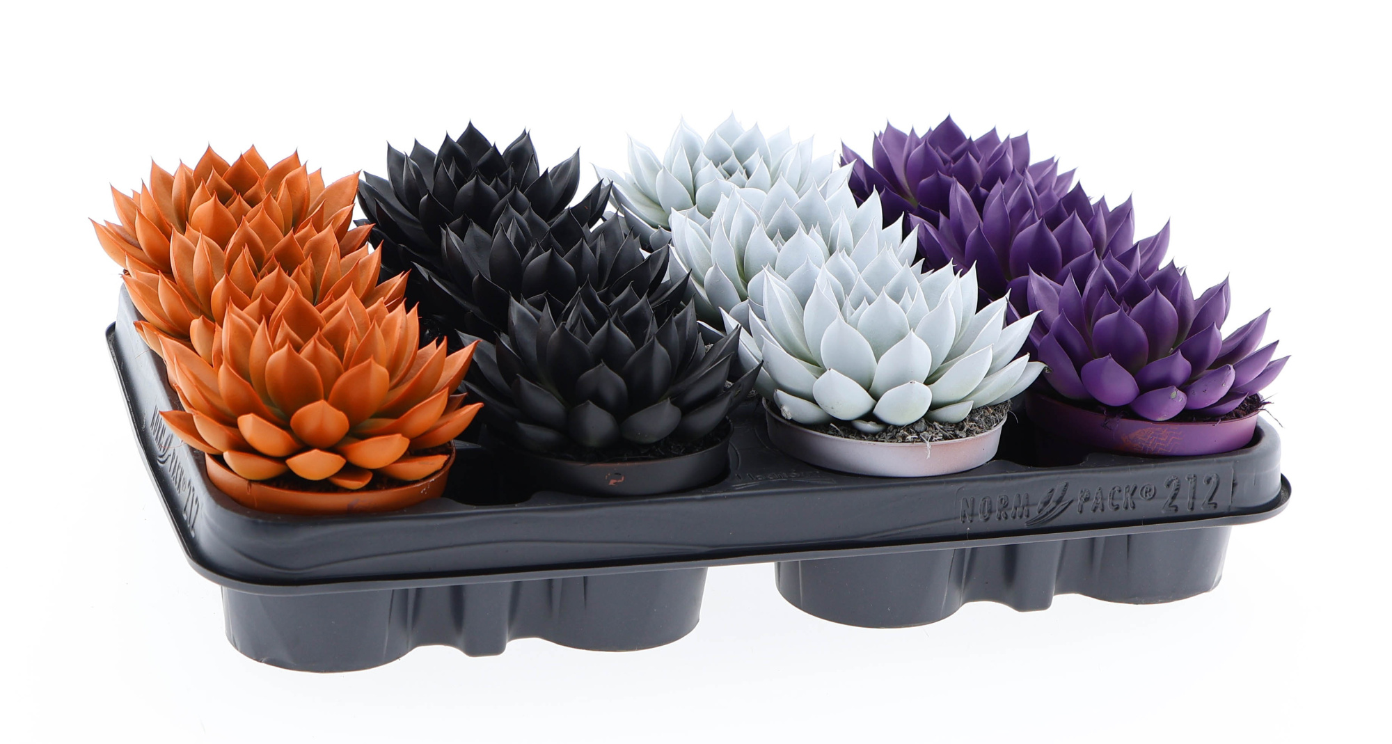 Halloween rainbow mix, D 8,5