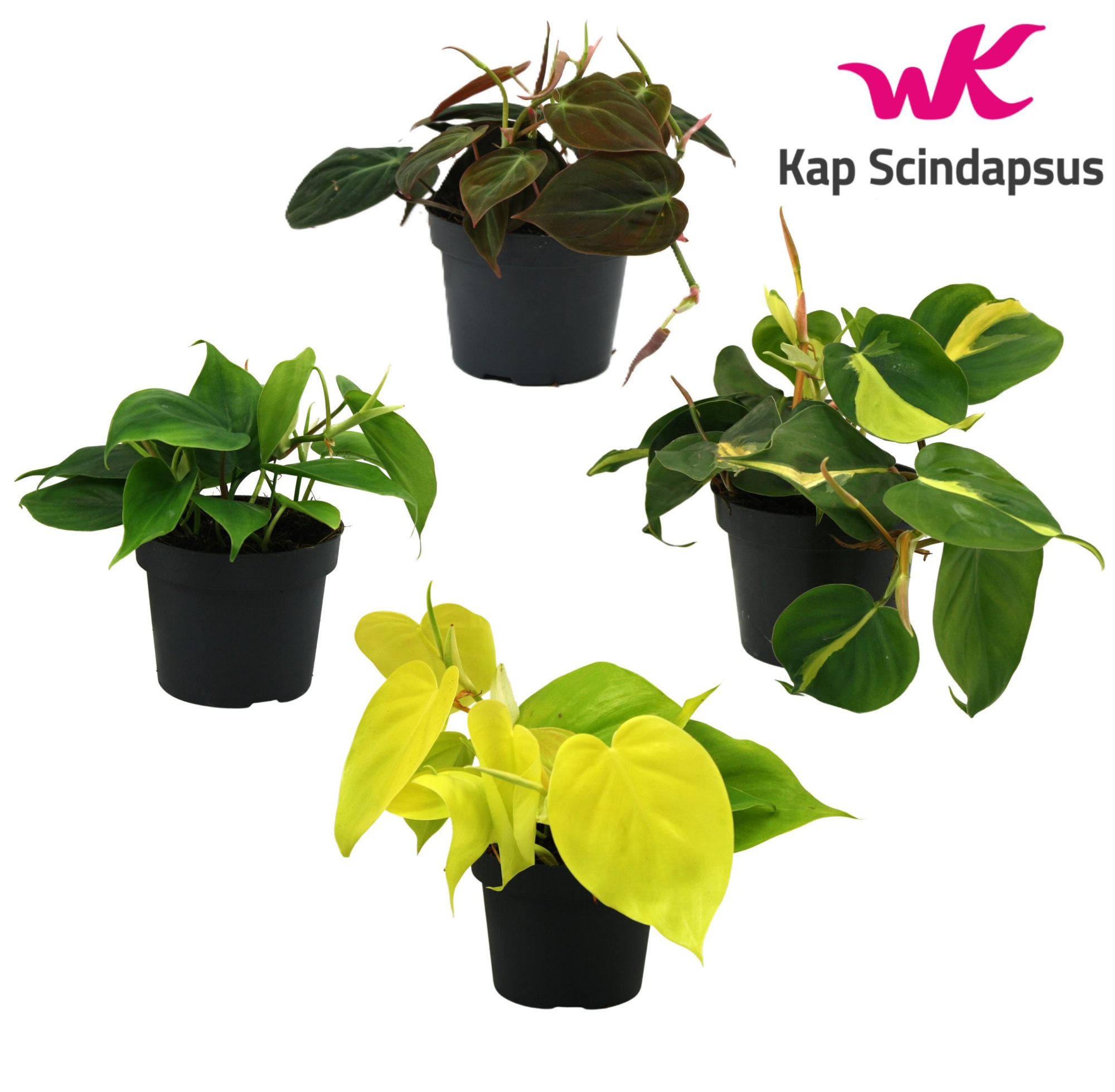 Mix Philodendron gemengd, D 12