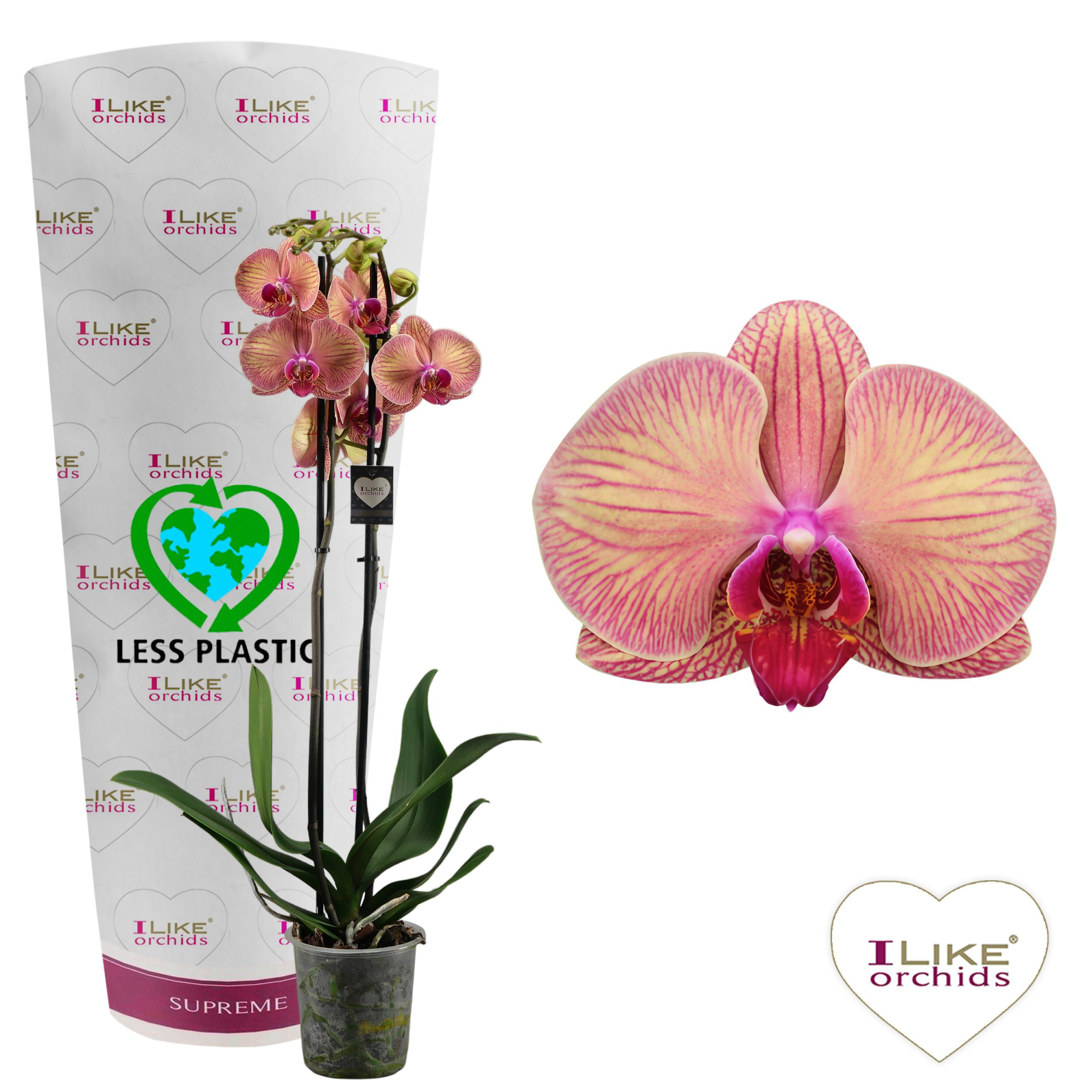 Phalaenopsis Golden Leopard - 2 tak 80cm (Less Plastic), D 12